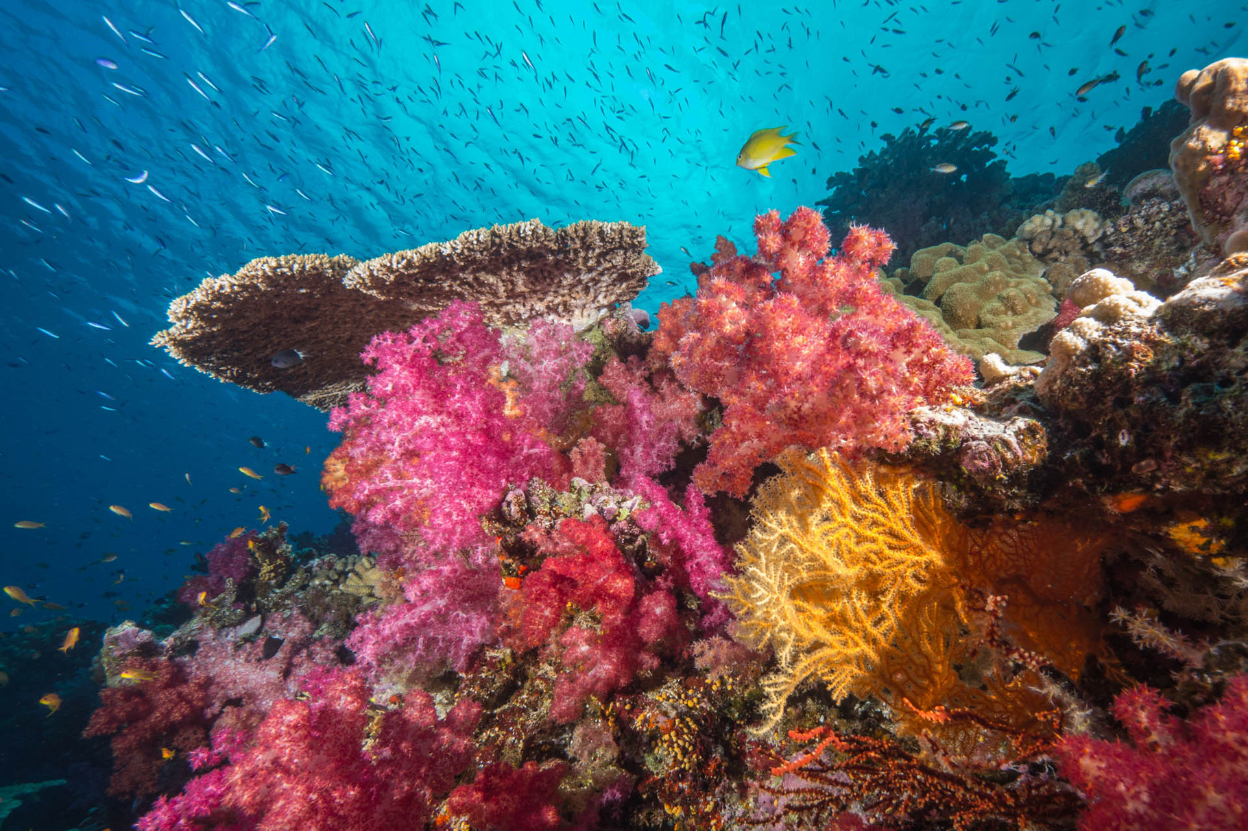 Soft and hard corals, Lifou [New Caledonia, 2014]