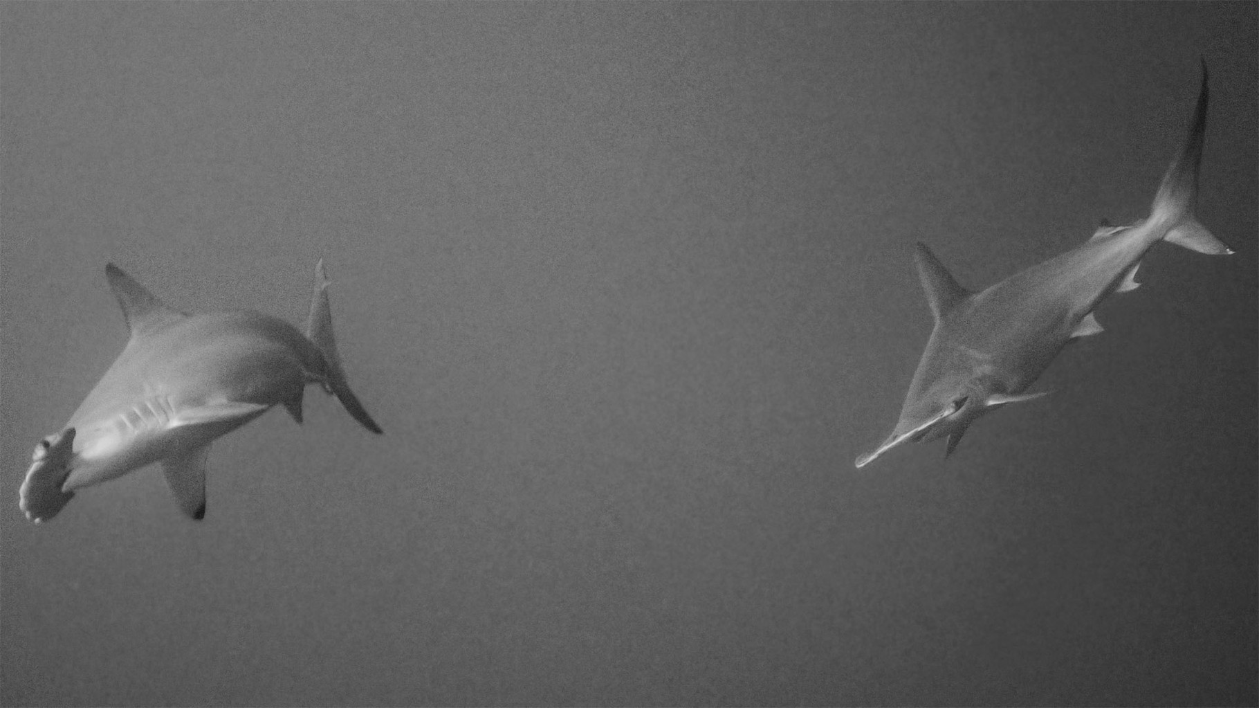 Hammerhead sharks, Yonaguni