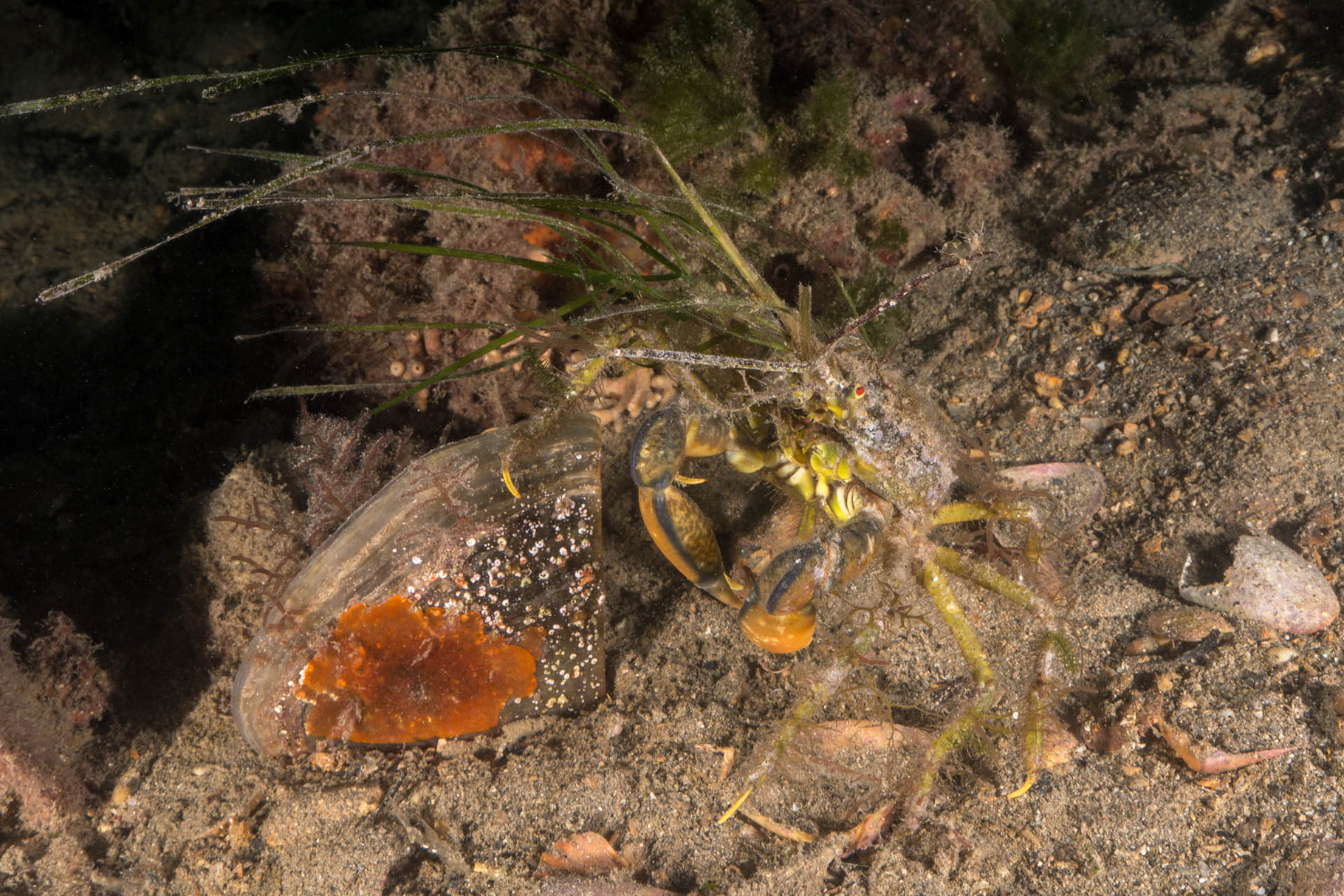 Decorator Crab camouflaged with sea gras, Kingscote Jetty, Kangaroo Island