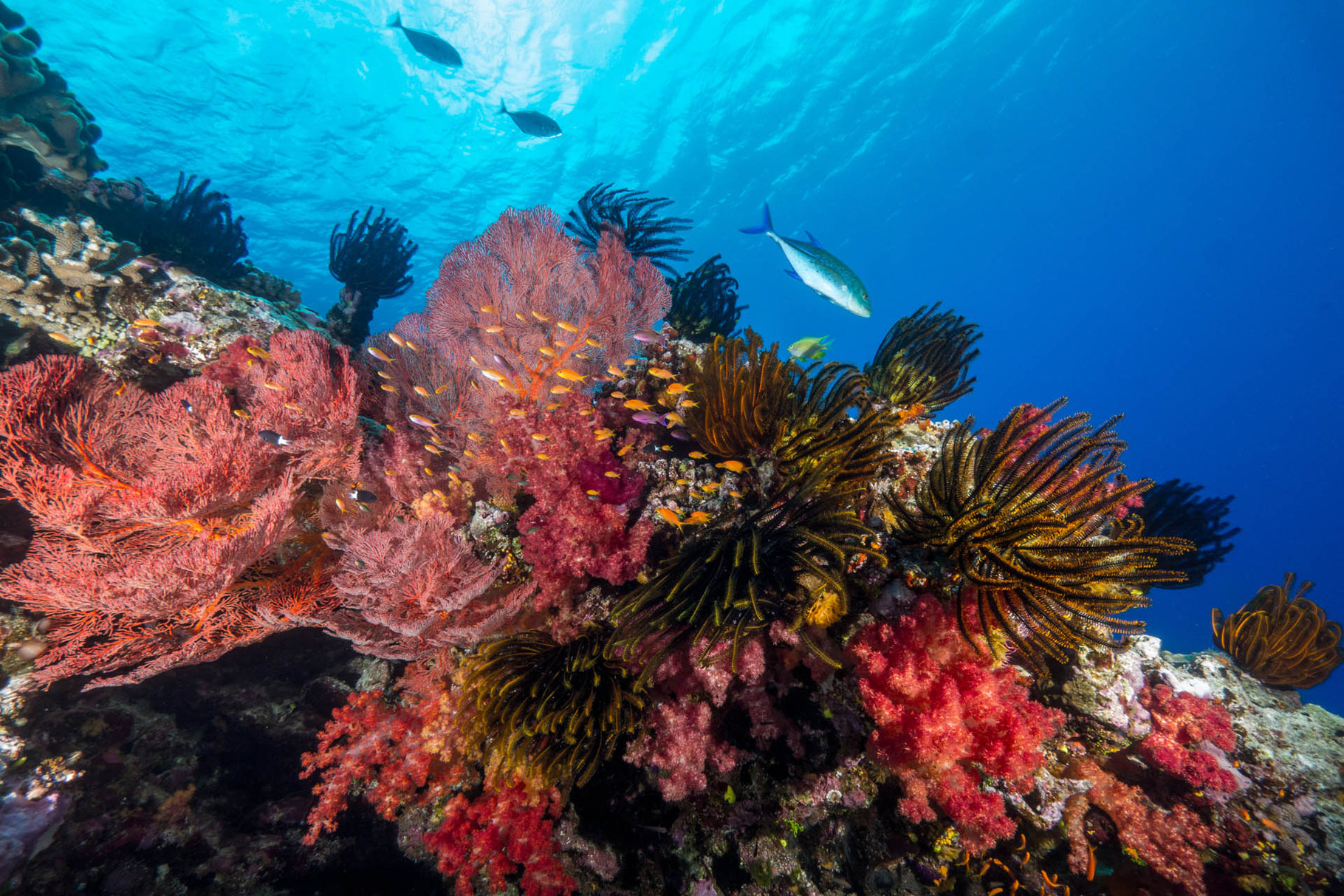 Sea fans, soft corals and feather stars, Lifou [New Caledonia, 2014]