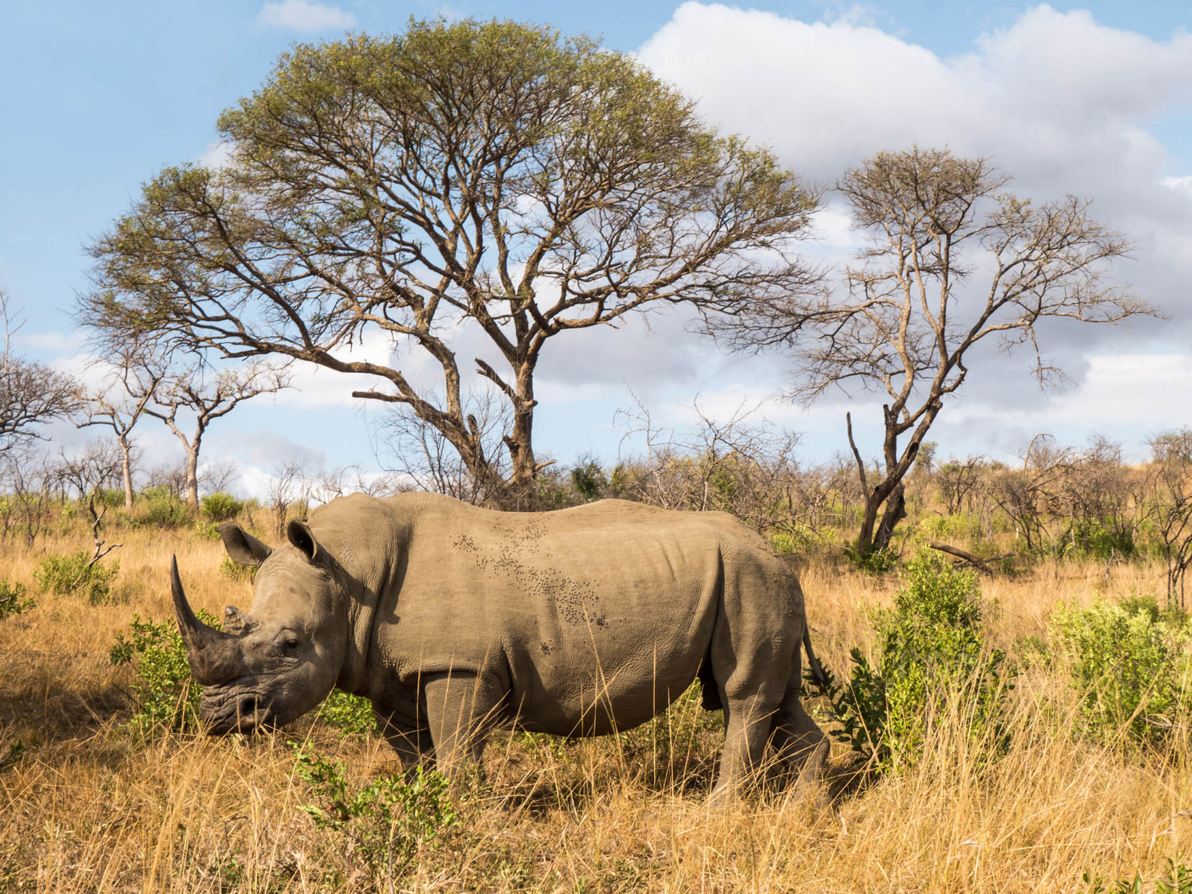 White Rhino