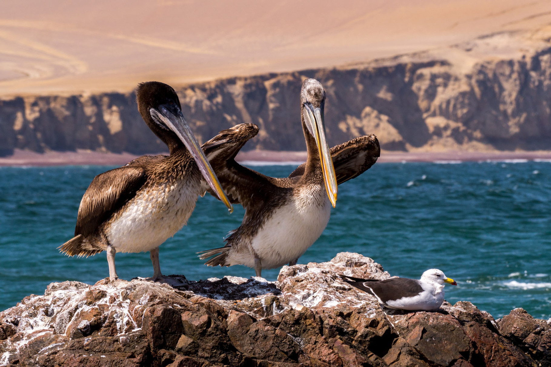 Pelicans at Paracas / Ballesta Island ("Poor-man-Galapagos")