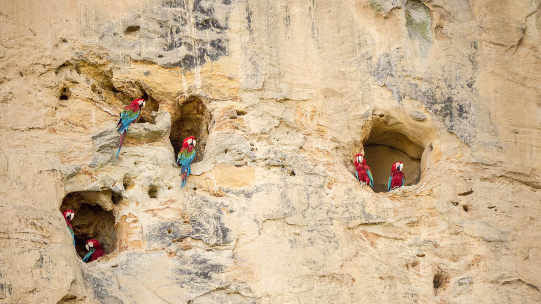 Nesting macaws at a cliff, protected from most predators, Madidi Nationalpark [Bolivia, 2014]