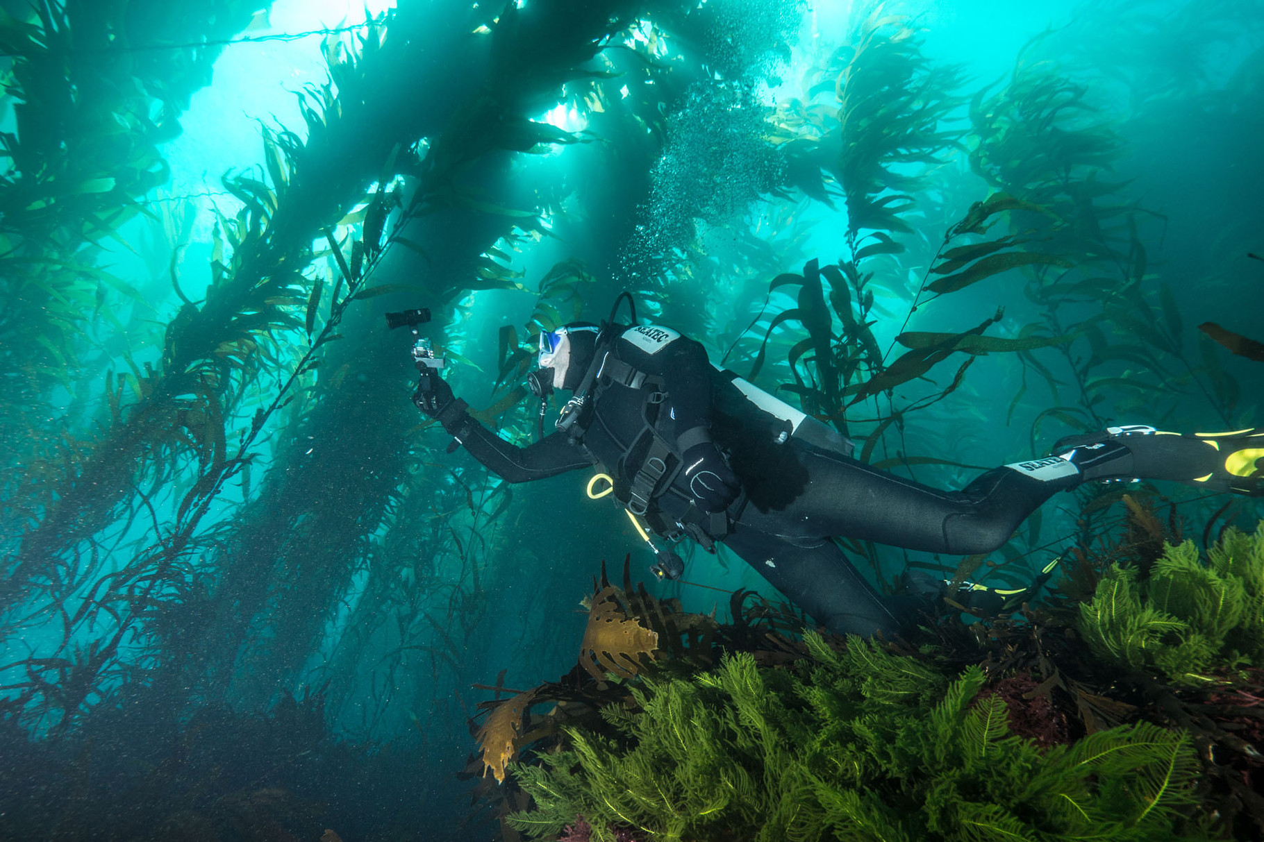 Giant kelp forest, Tasmania [Australia, 2014]