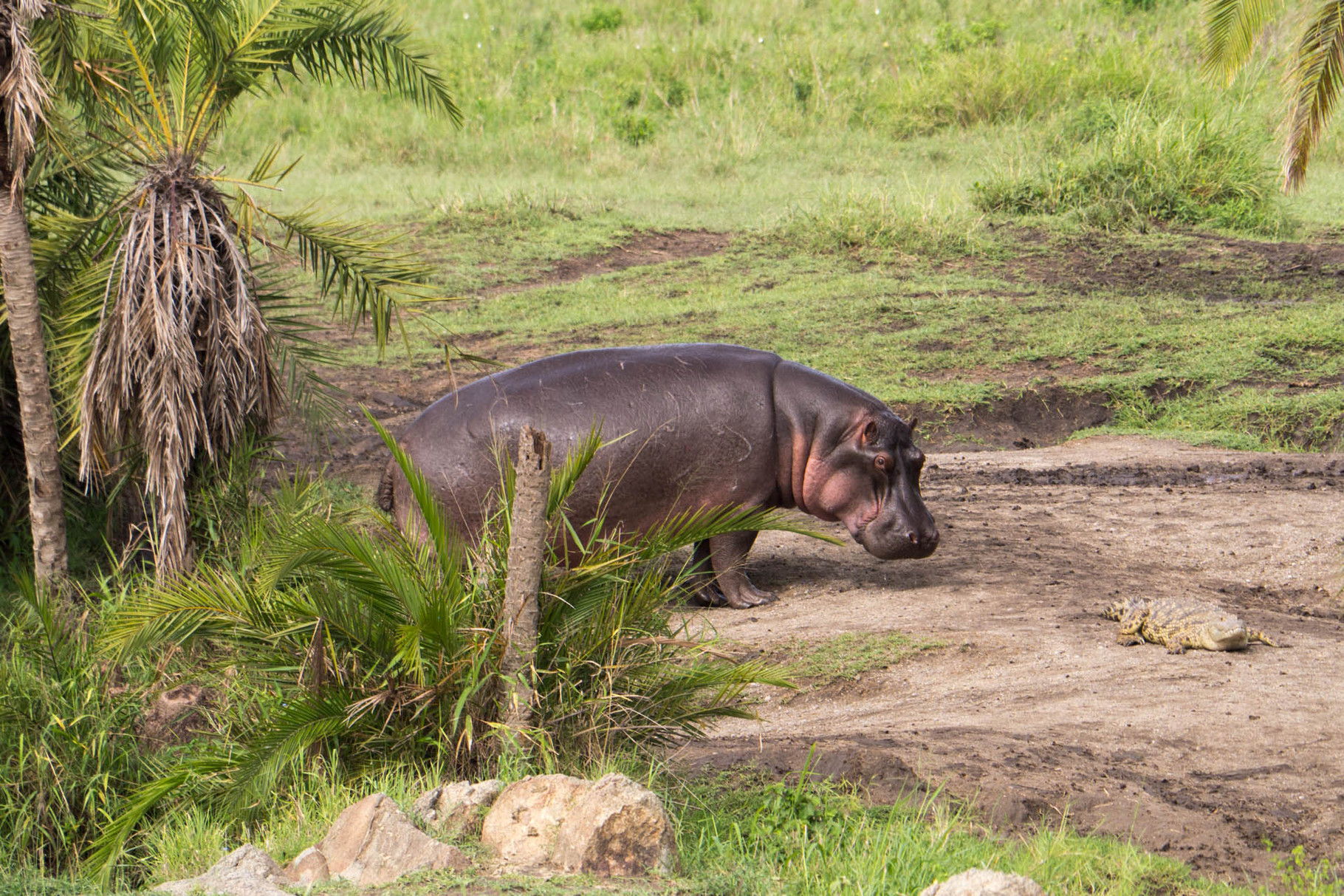 Hippos [Serengeti, Tanzania, 2015]