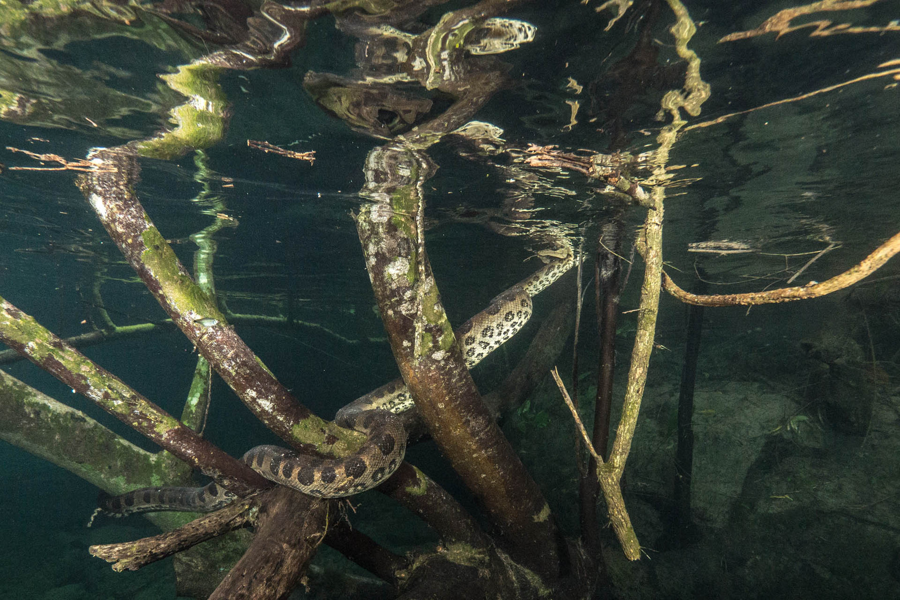 Yellow Anaconda (3m), Snorkeling Rio Prata, Bonito