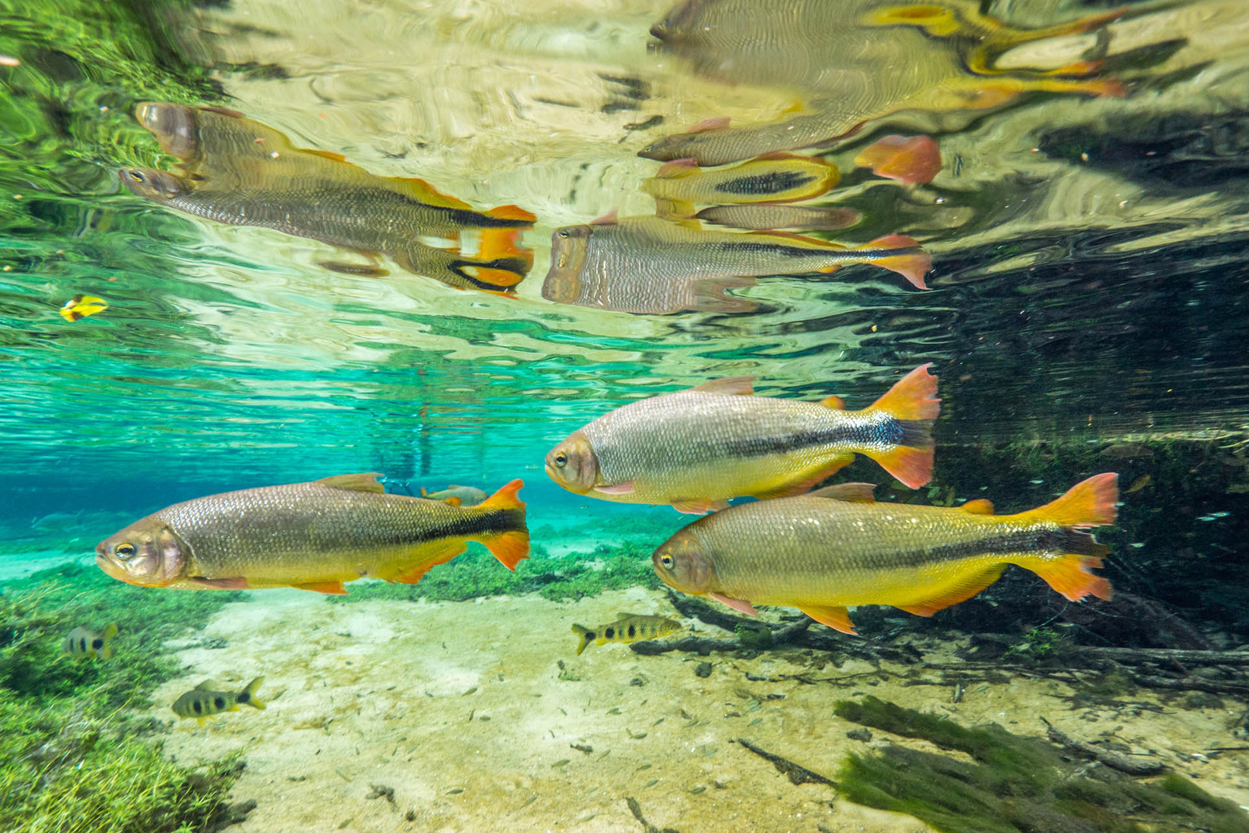 Snorkeling Rio Prata with Dourados, Bonito [Brazil, 2014]