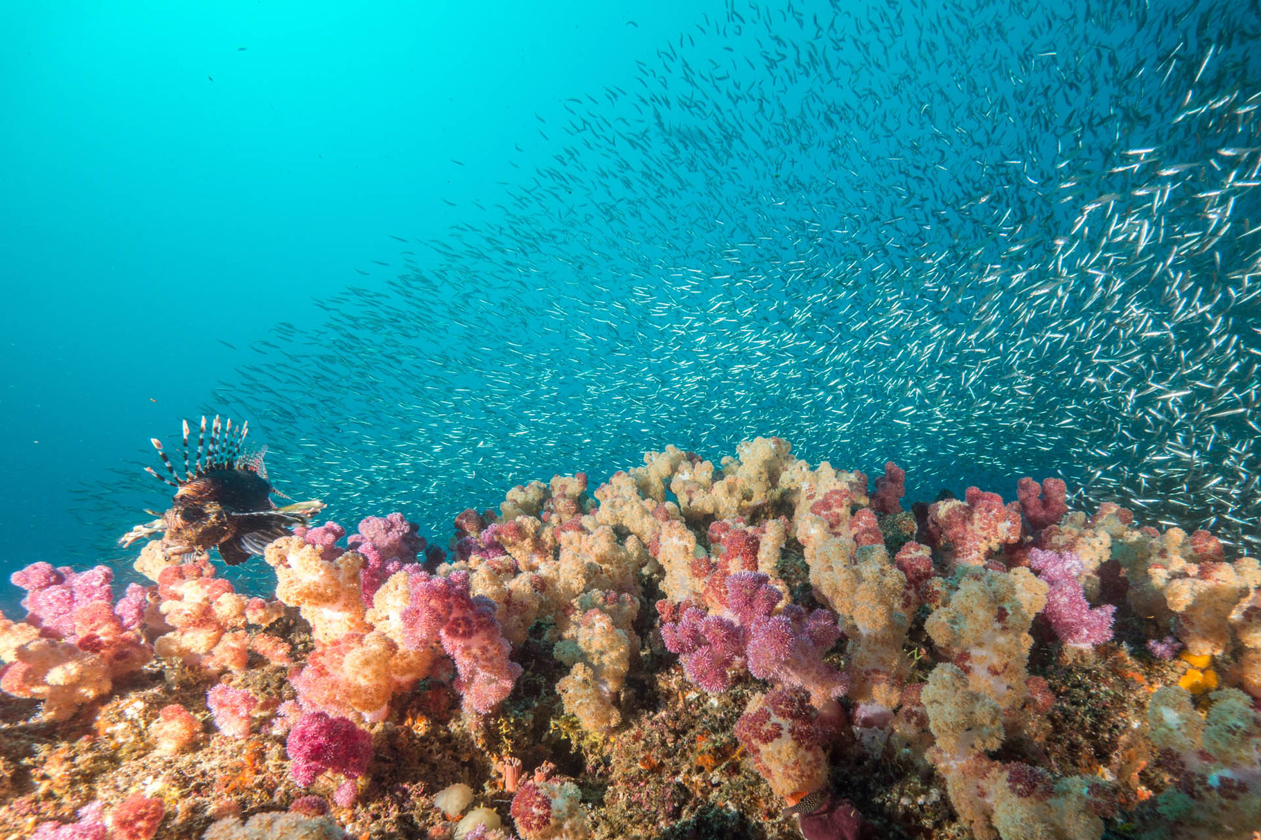 Softcorals, glas fish and hunting lionfishes