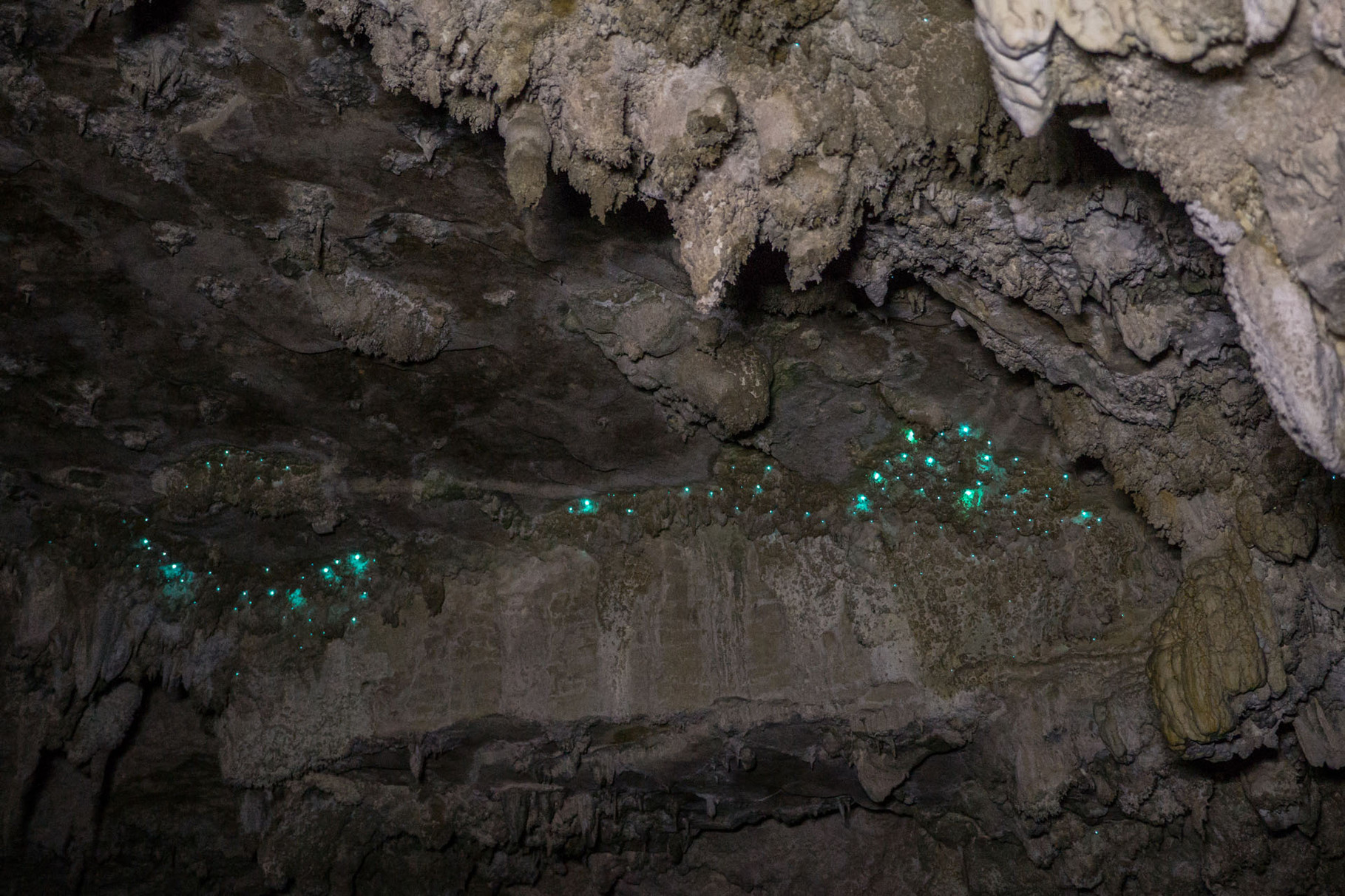 Glowworms (60s exposure in the dark cave, plus 5s external illumination with a weak headlight)