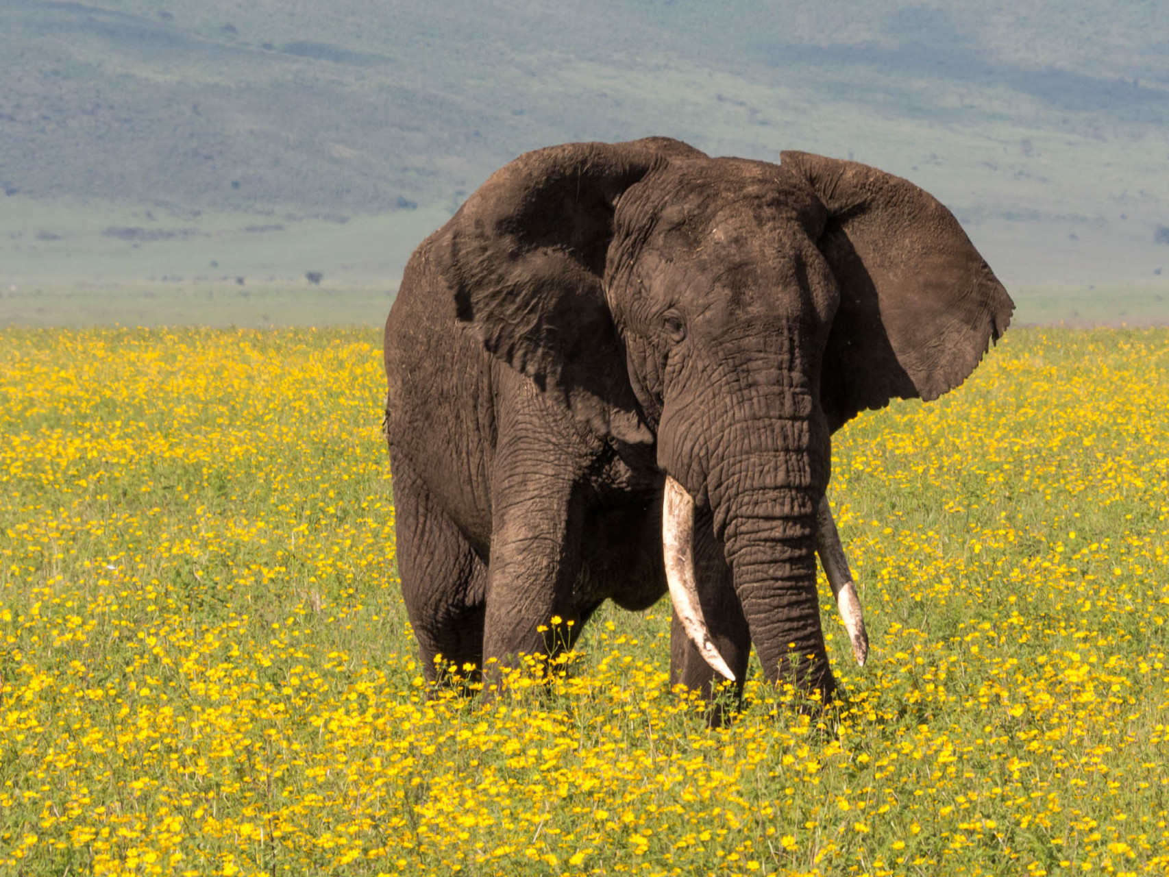 Elefant [Ngorongoro, Tanzania, 2015]