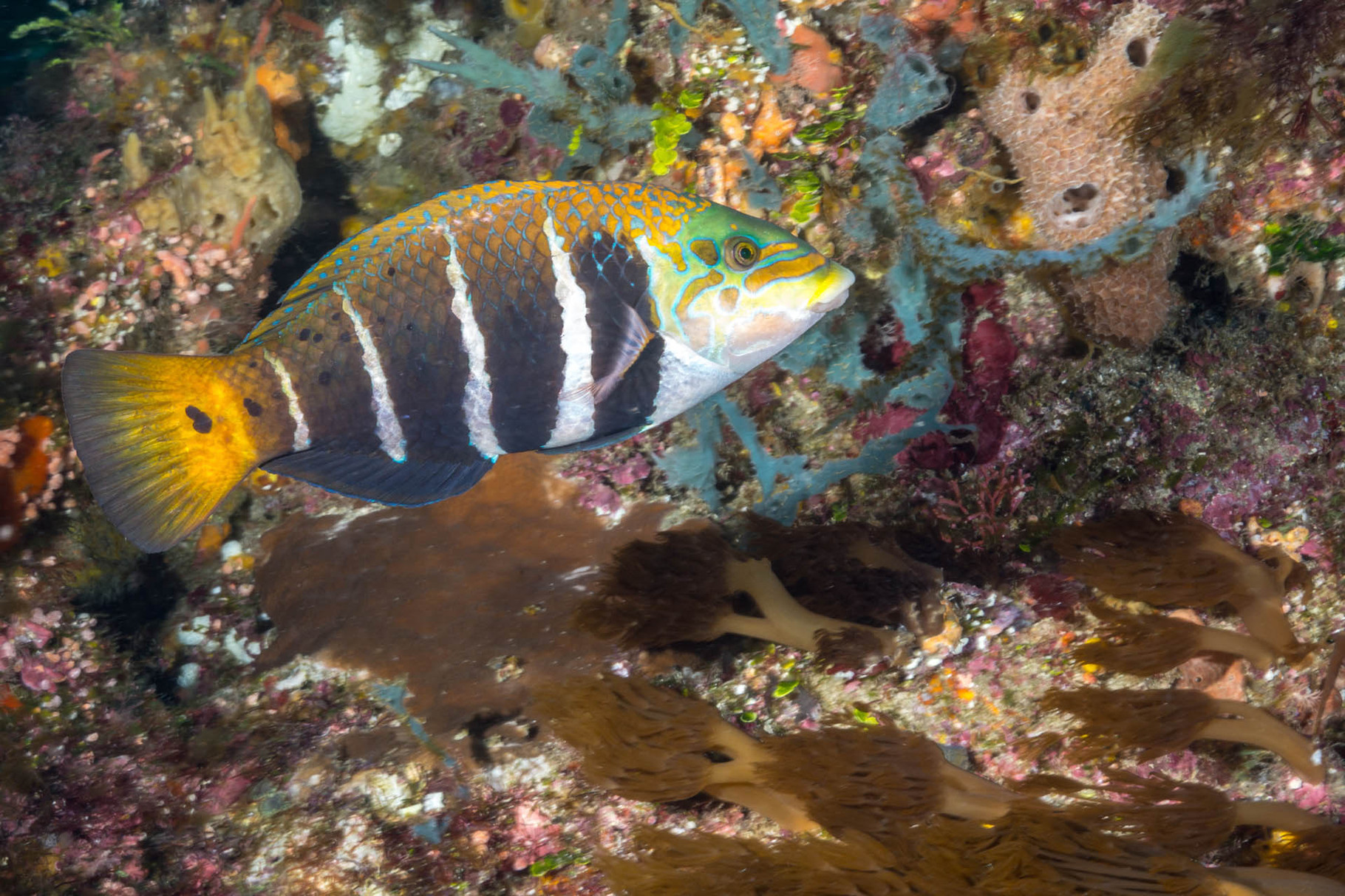 Barred thicklip (Hemigymnus fasciatus), Green Island