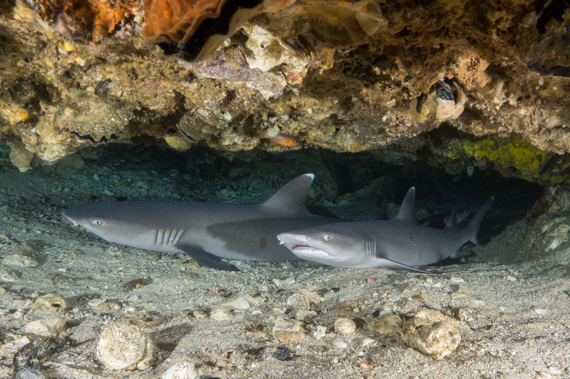 Whitetip reef sharks