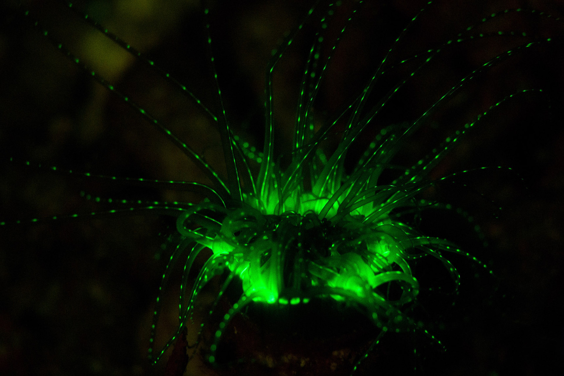 Fluorescent anemone during a night dive with blue light torches