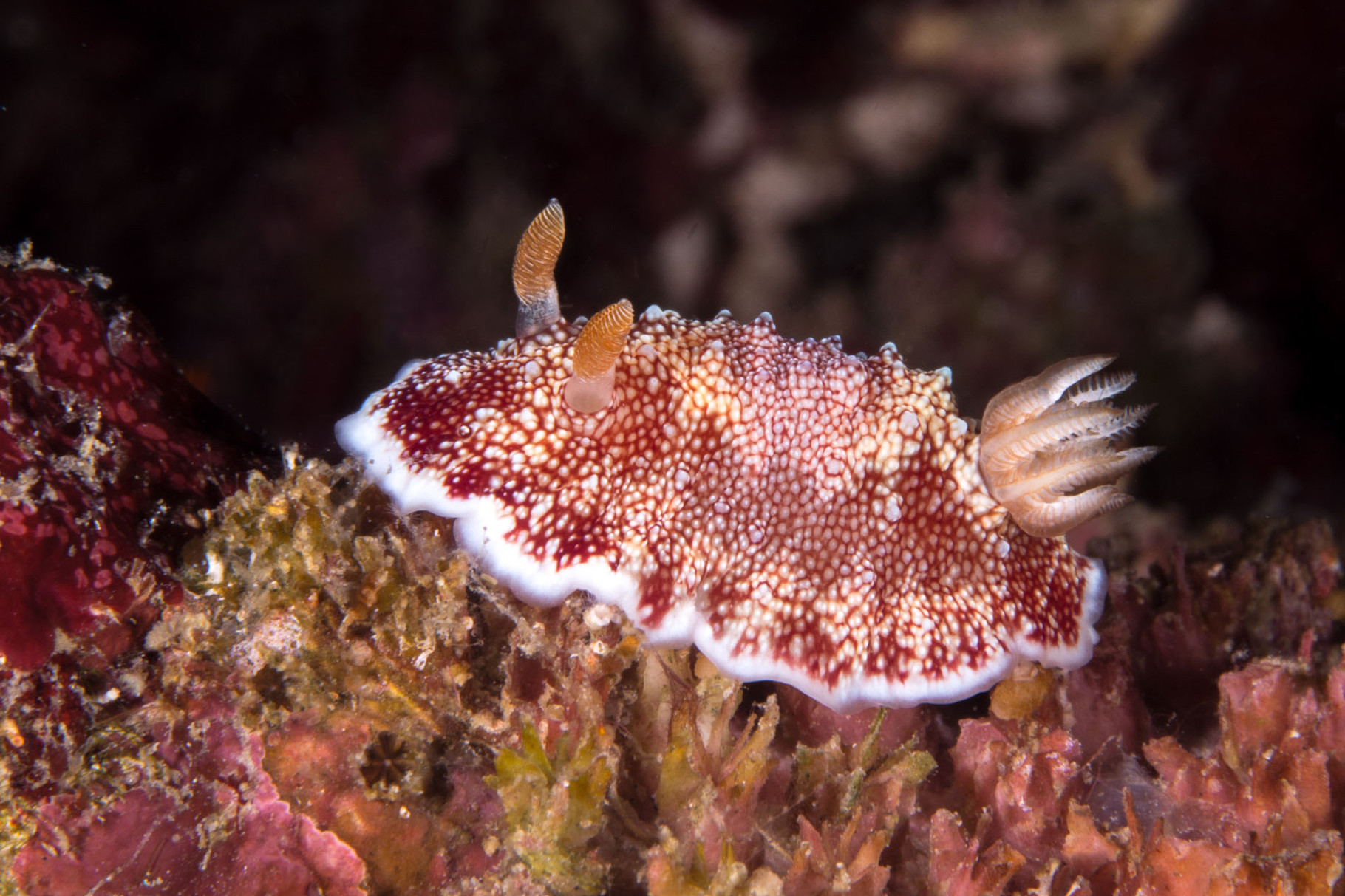 Nudibranch