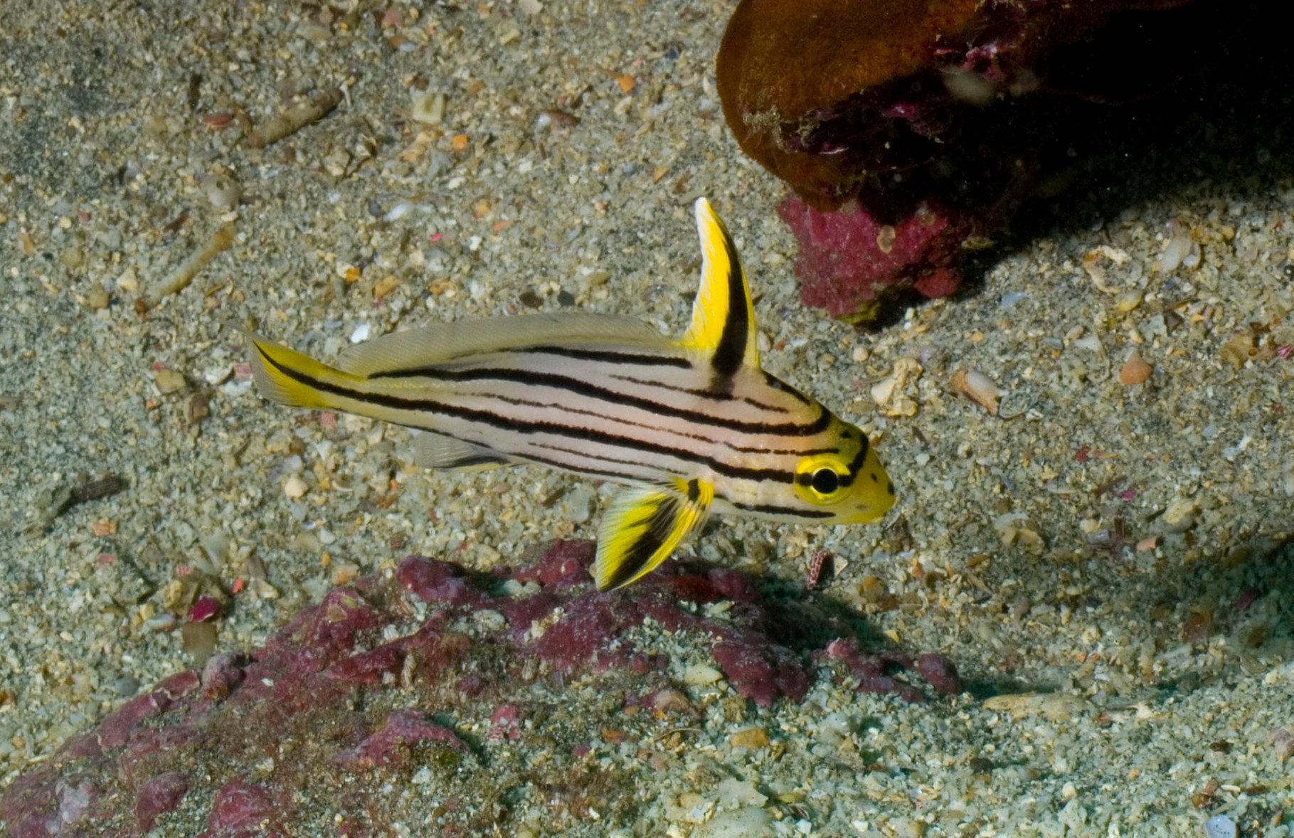 Pacific highhat intermediate,  Isla de la Plata, also known as Poor men Galapagos [Ecuador, 2009]]