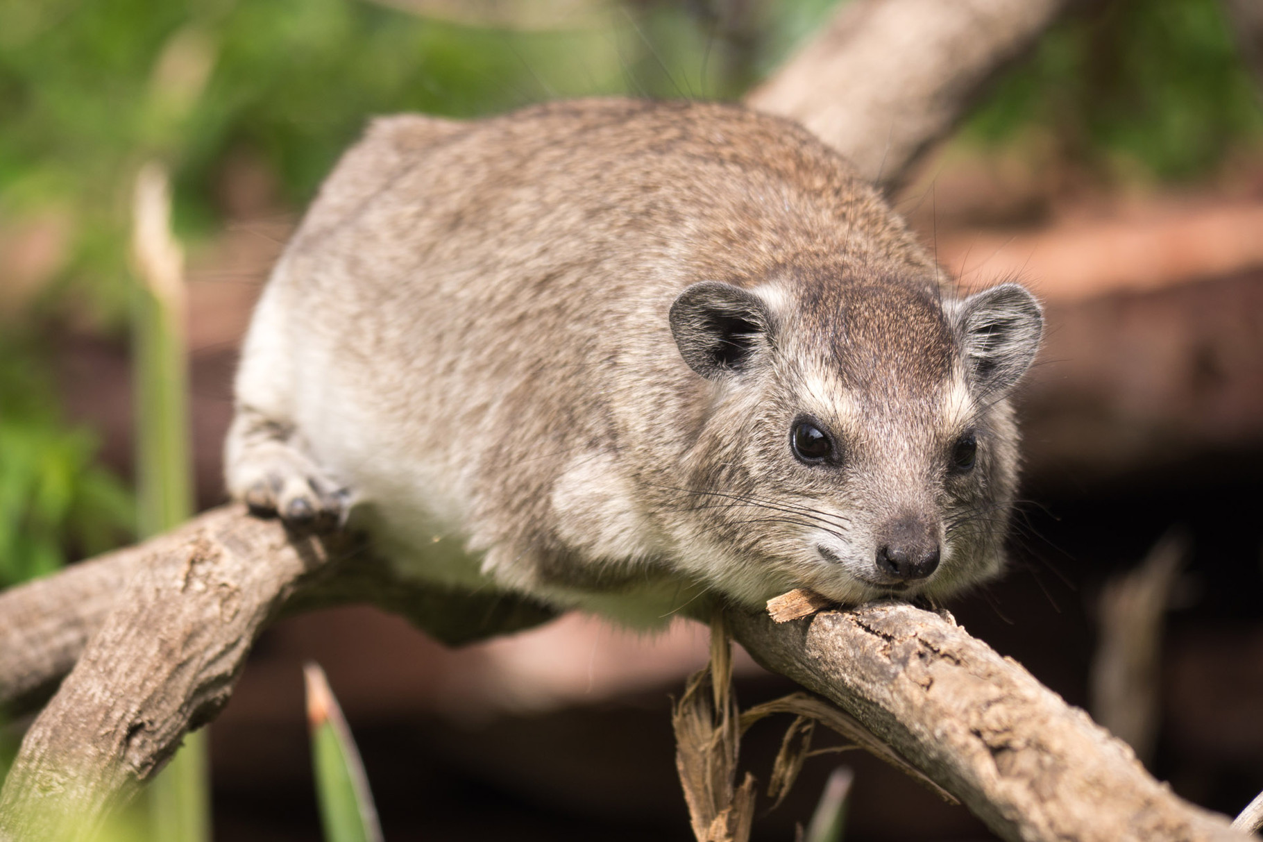 Rock hyrax