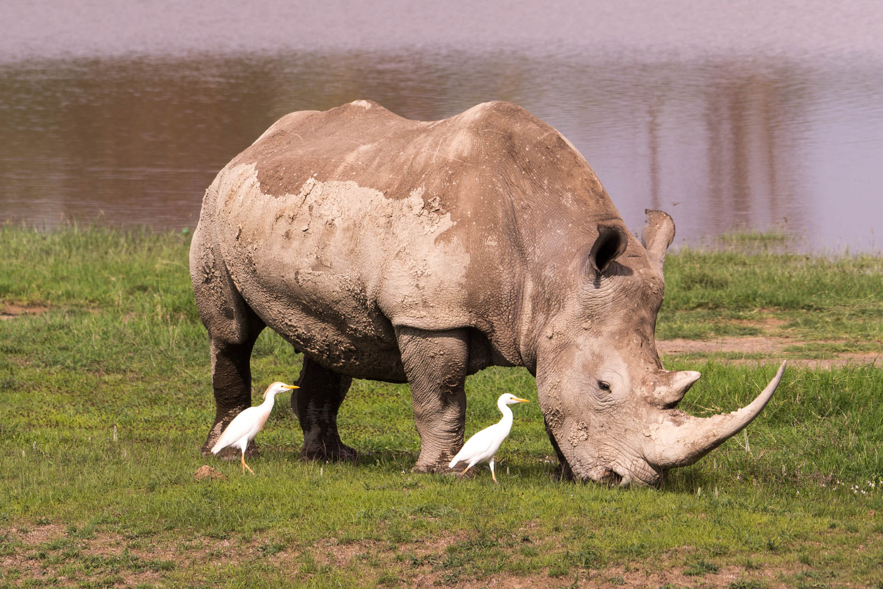 Rhino [Lake-Nakuru-Nationalpark, Kenya, 2015]