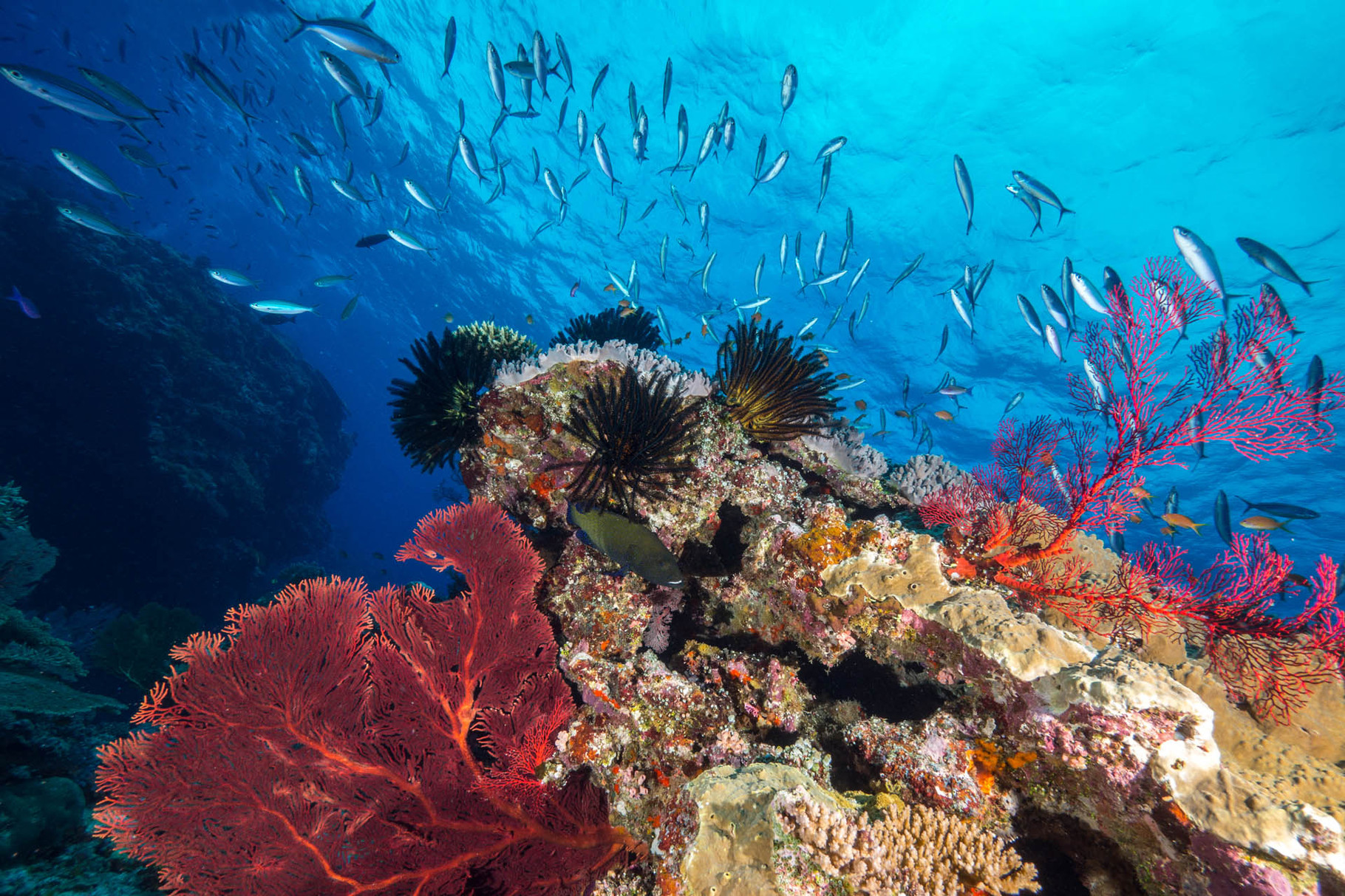 Sea fans (Gorgonia) and grouper, Hienghene [New Caledonia, 2014]