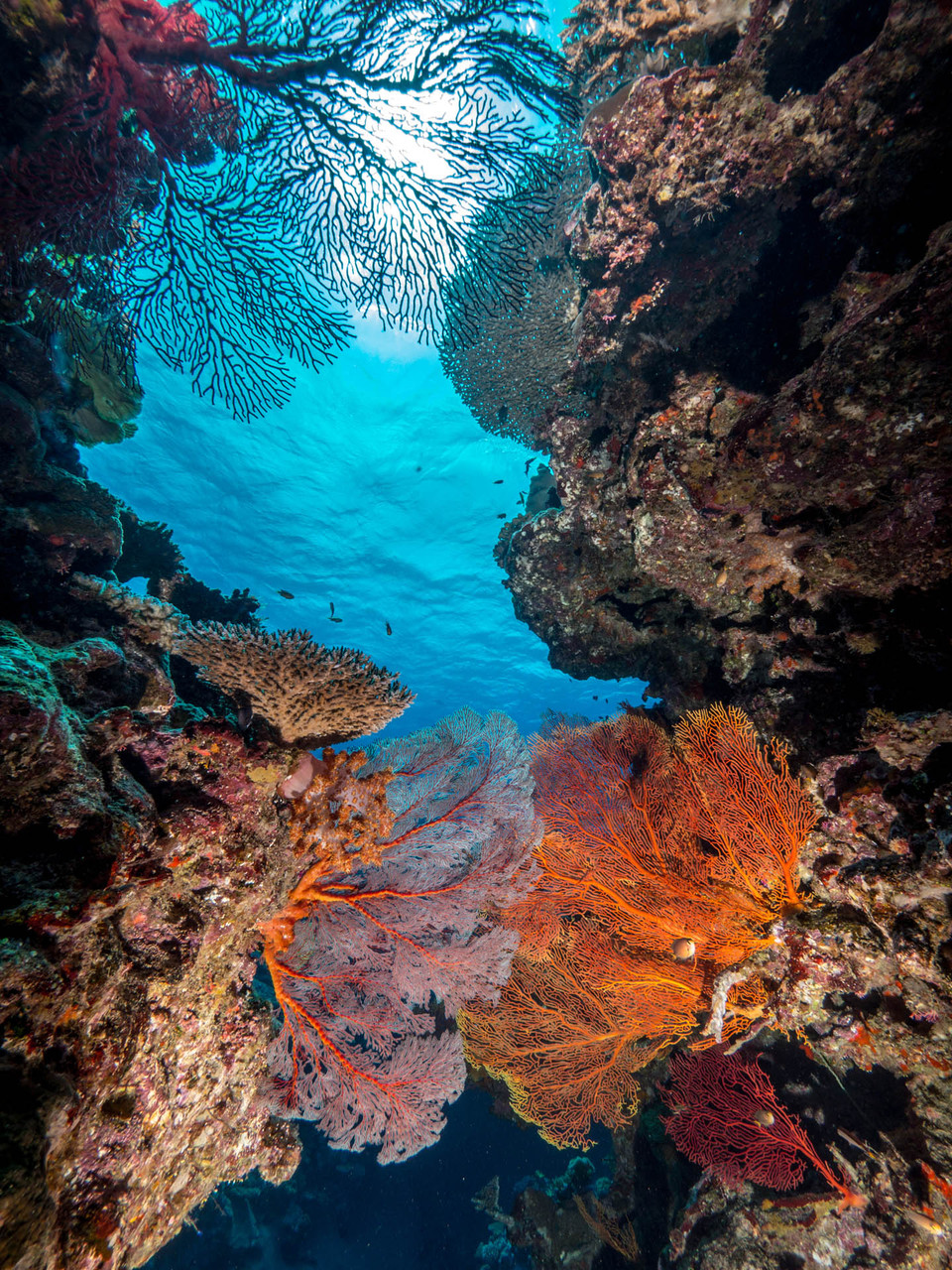 Sea fans (Gorgonia) and sun, Hienghene [New Caledonia, 2014]