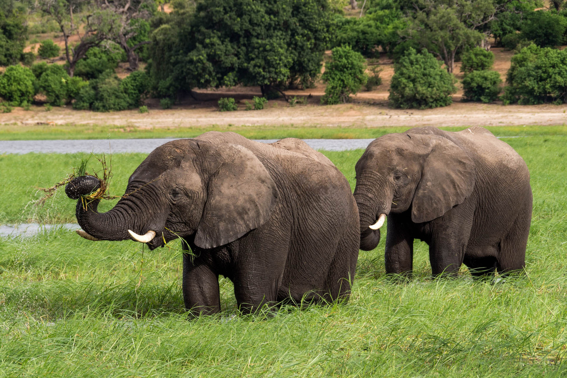 Elephants, Chobe River National park