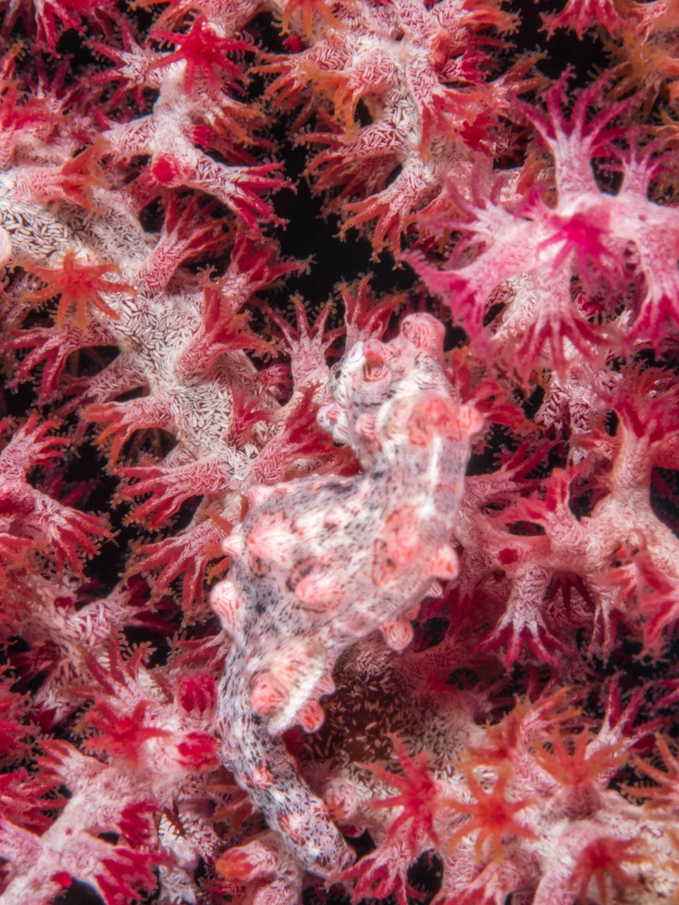 Pygmy seahorse (around 1.5 cm long)