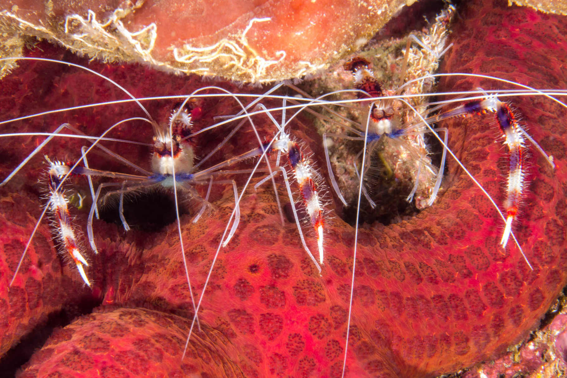 Banded cleaner shrimps