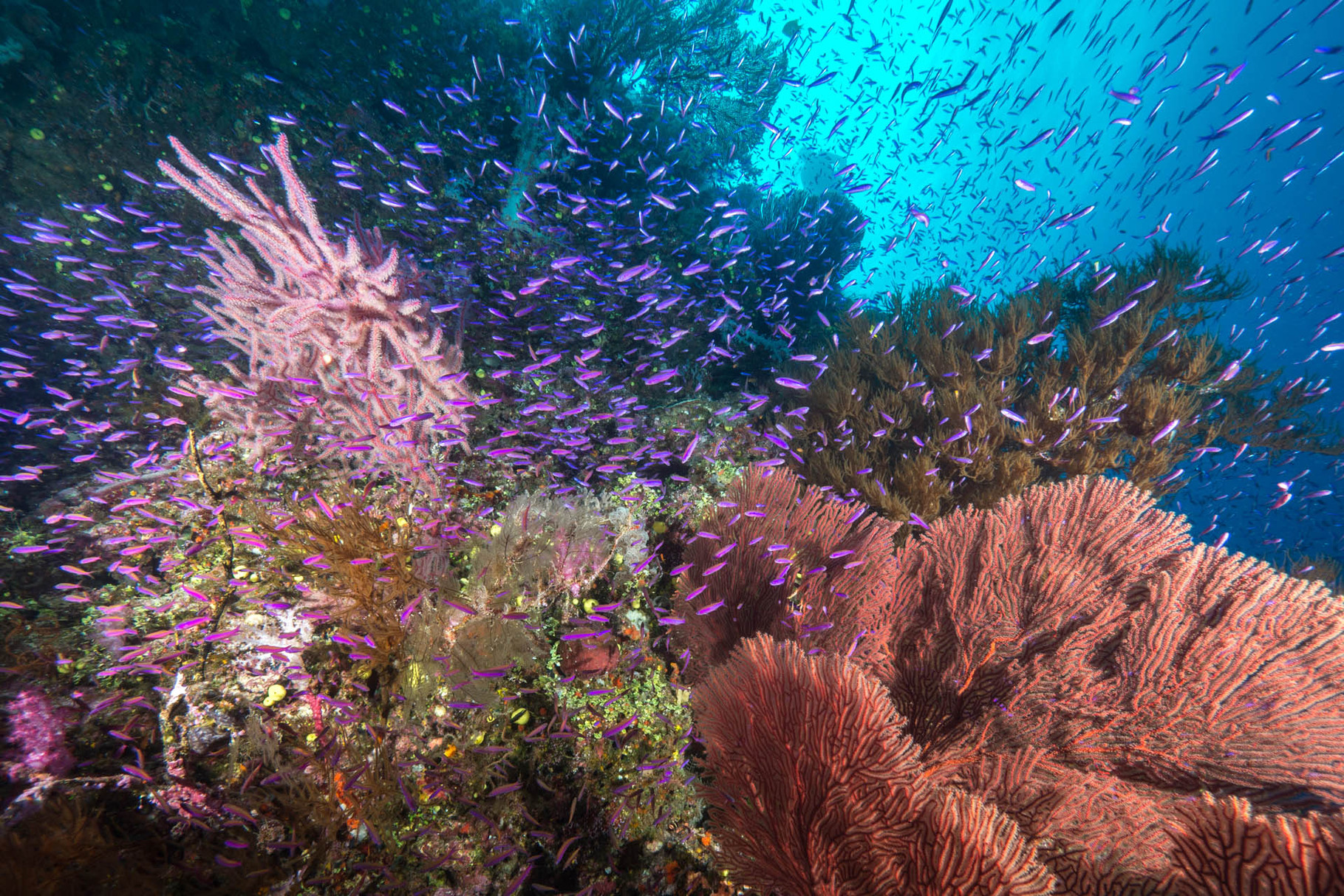 Colorful softcoral pinnacles [Fiji, 2014]