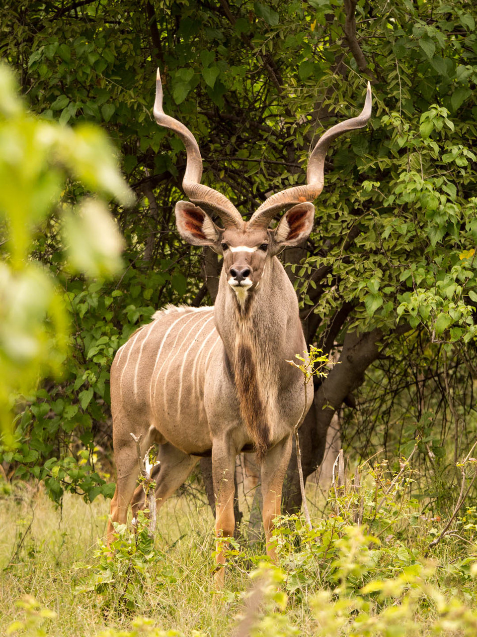 Male Kudu, Chobe River National park