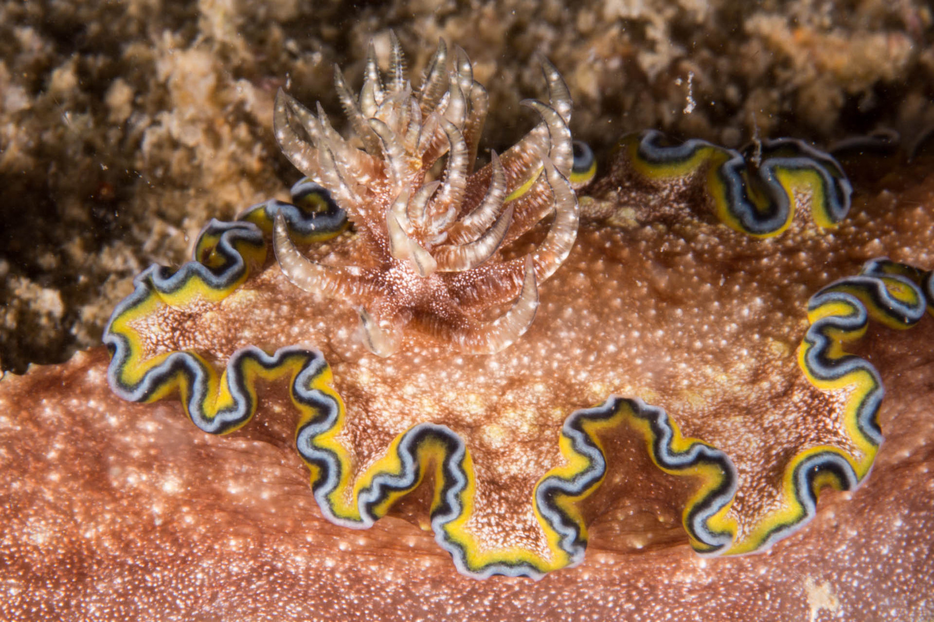 Nudibranch, Coron