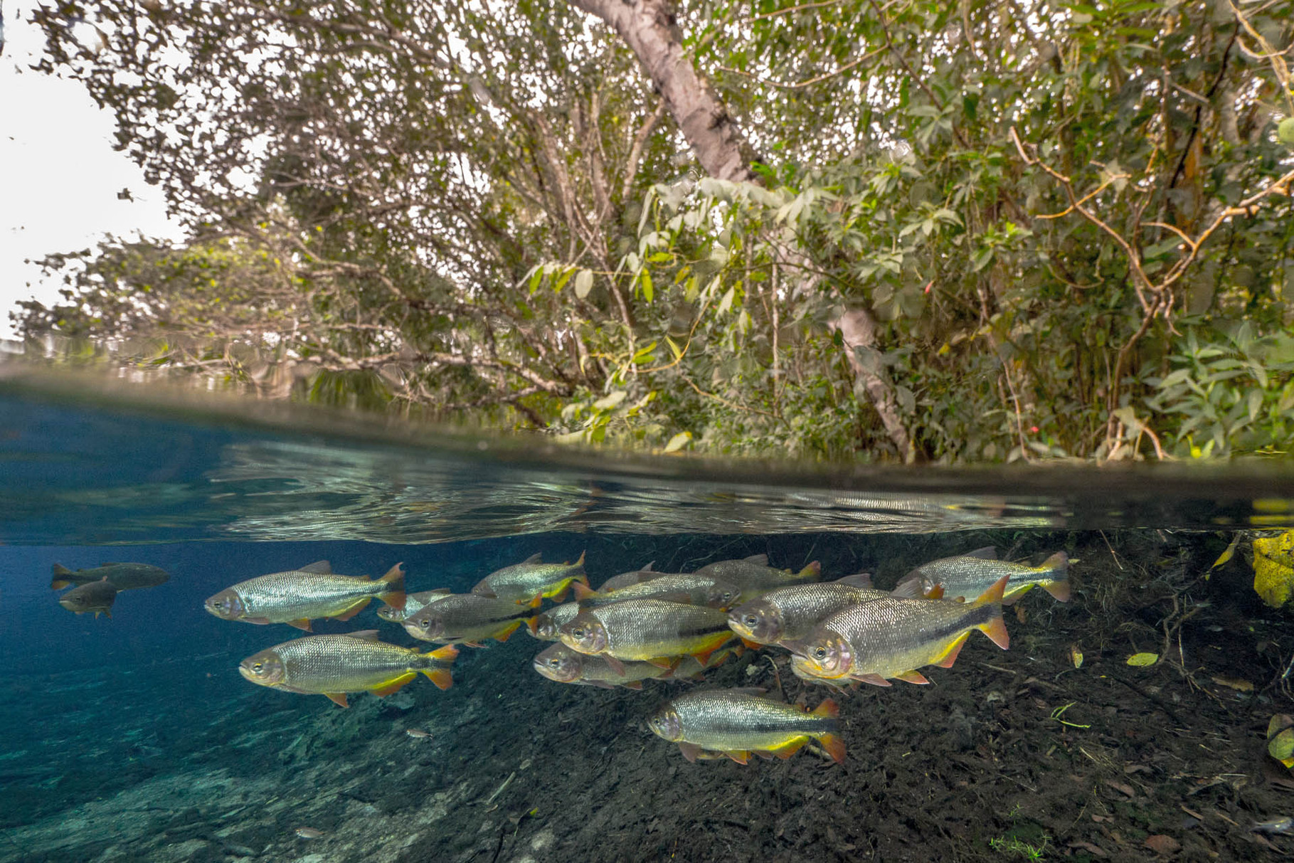 Snorkeling Rio Prata with Dourados, Bonito [Brazil, 2014]