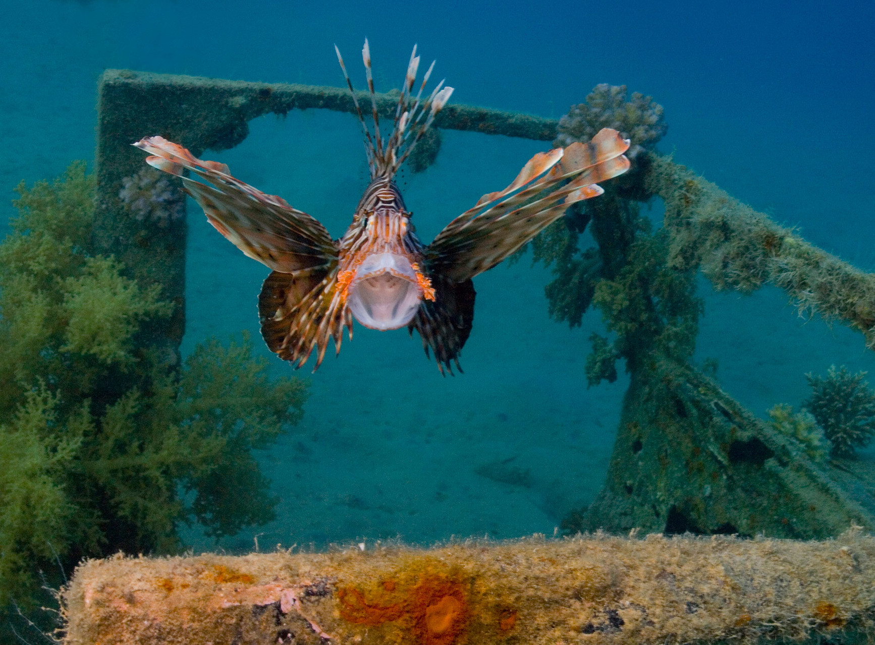 Scorpionfish, Nuweiba [Egypt, 2010]