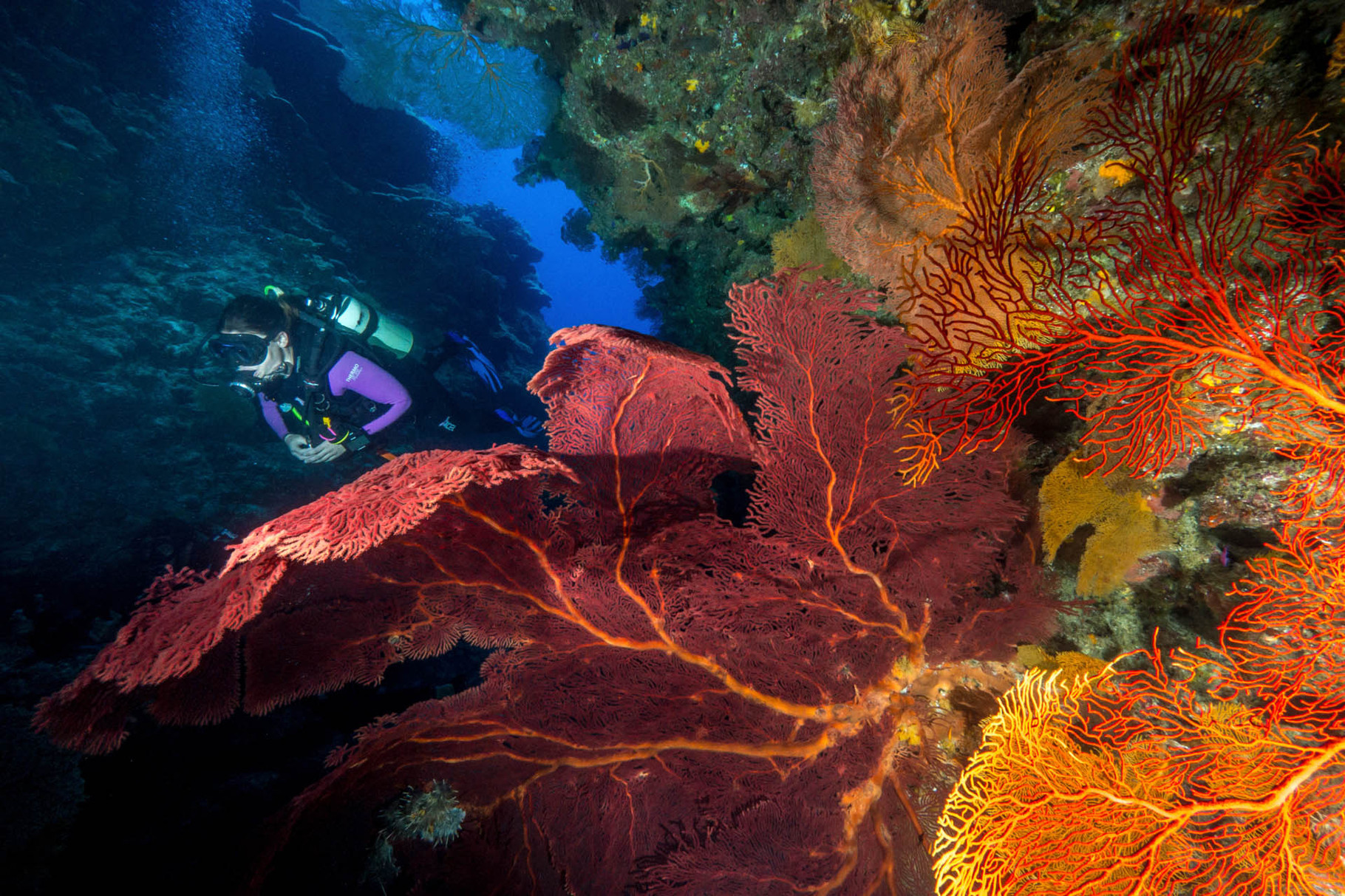 Reef scene with divers, Lifou