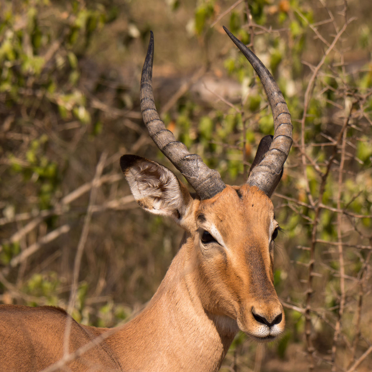 Male Impala