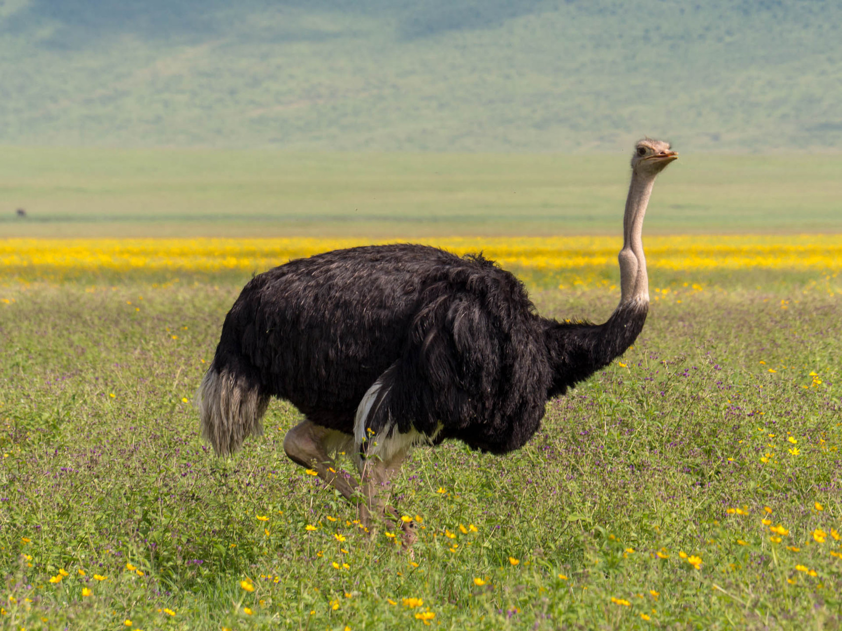 Ostrich [Ngorongoro, Tanzania, 2015]