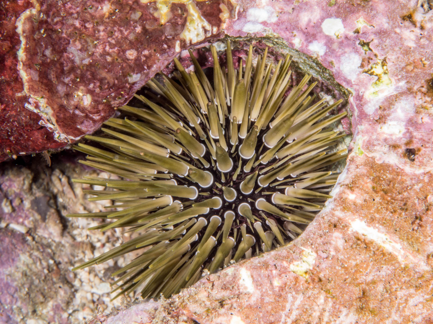 Sea urchin, Green Island