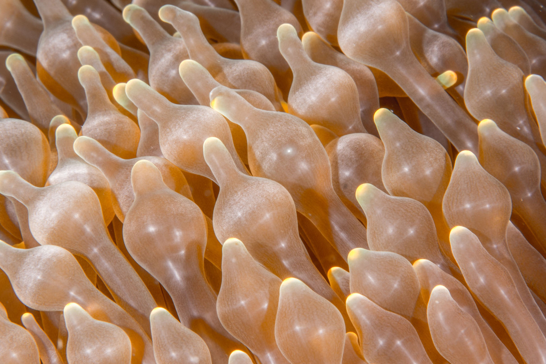 Close-up of bubble anemone, Green Island