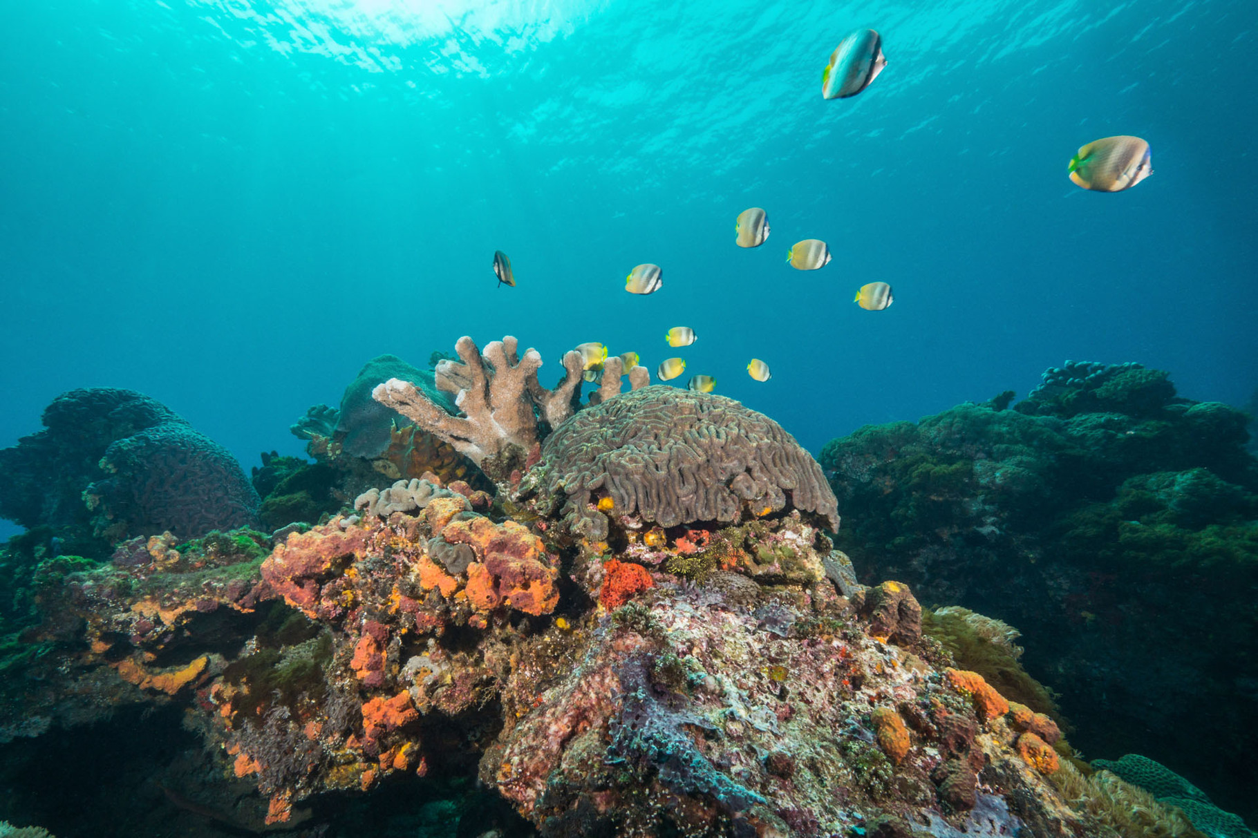 Seascape with a school of Blacklip butterflyfishes (Chaetodon kleinli), Green Island