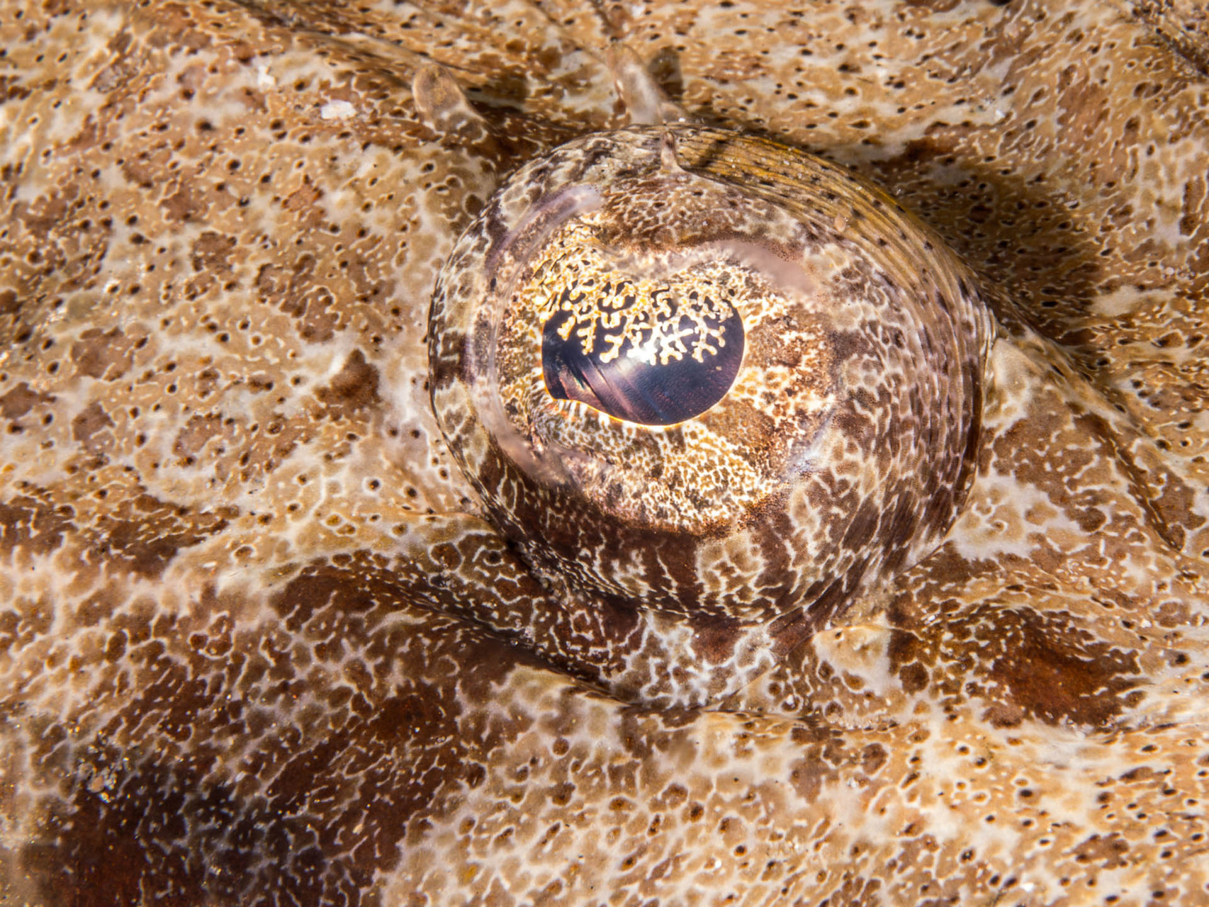 Eye of a crocodile fish