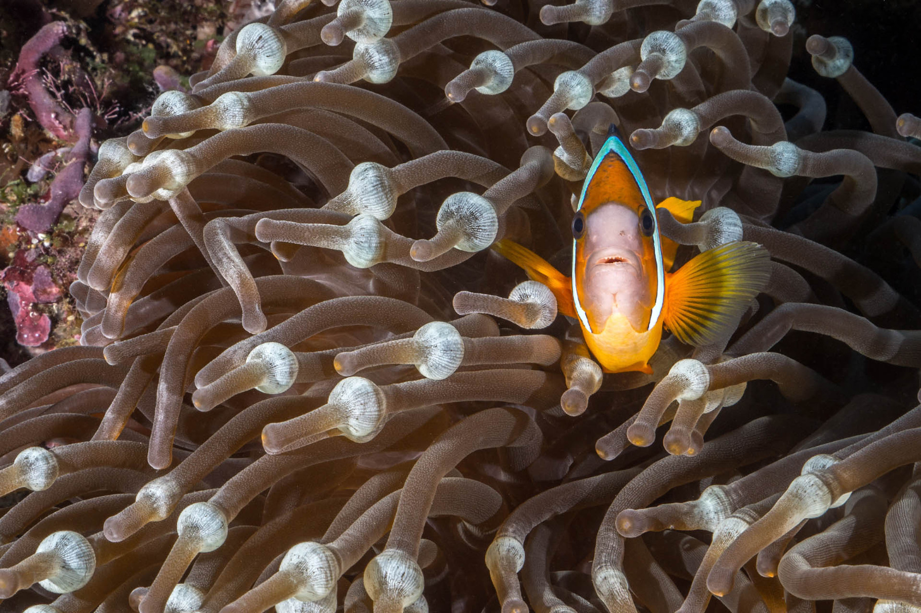 Clark´s anemonefish (Amphiprion clarkii), Green Island