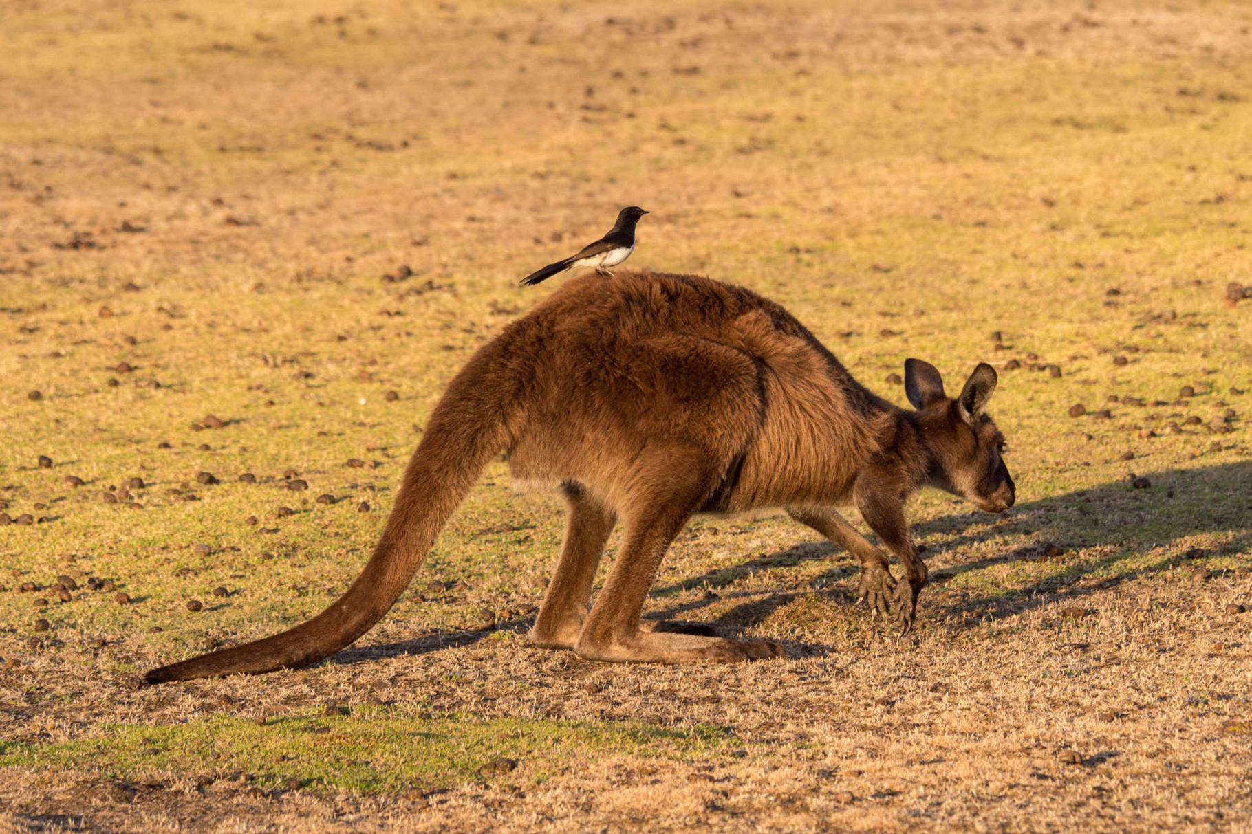 Kangaroos [Kangaroo Island, Australia, 2014]