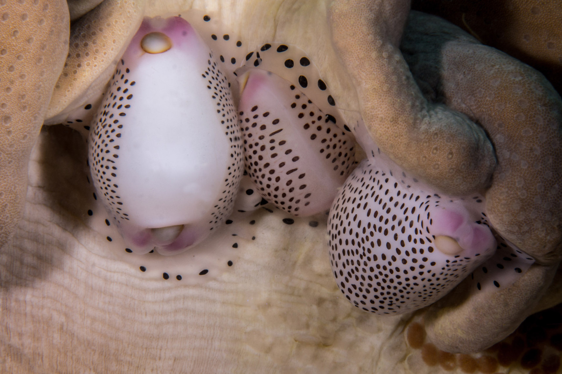 Three Black spotted egg cowries