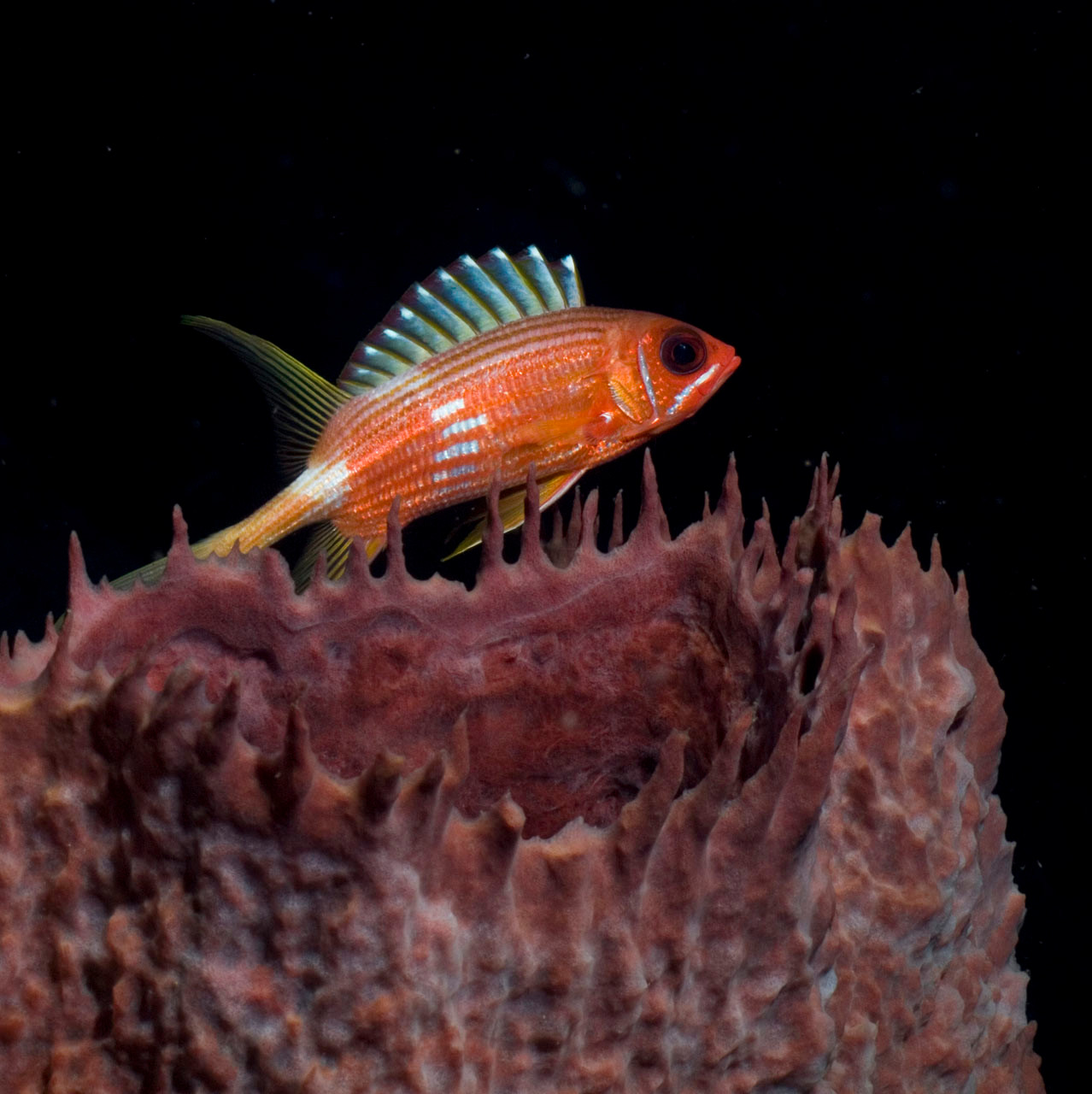 Squirrelfish, Speyside, Tobago [Trinidad and Tobago, 2009]