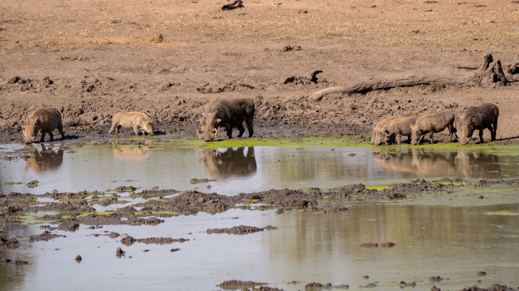 Wart hogs