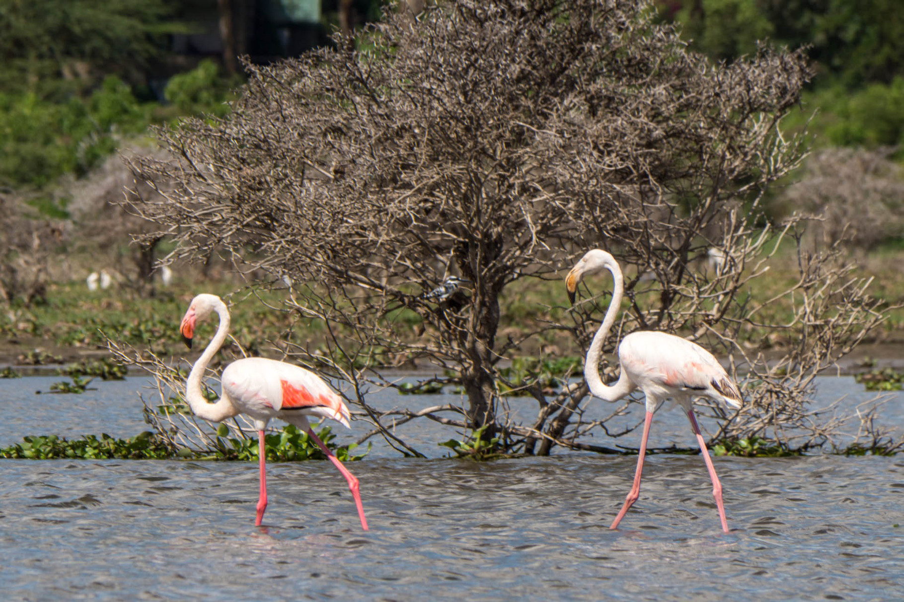 Lesser flamingos, Lake Naivasha