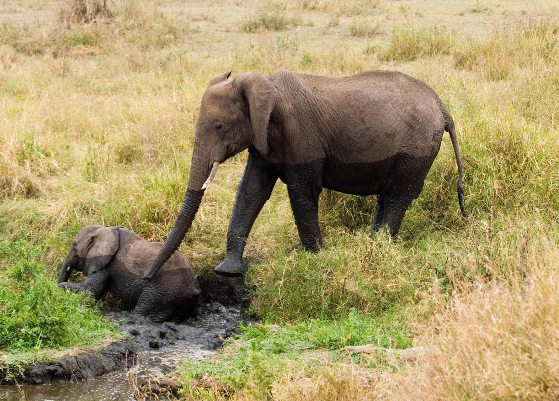 Elefants [Serengeti, Tanzania, 2012]