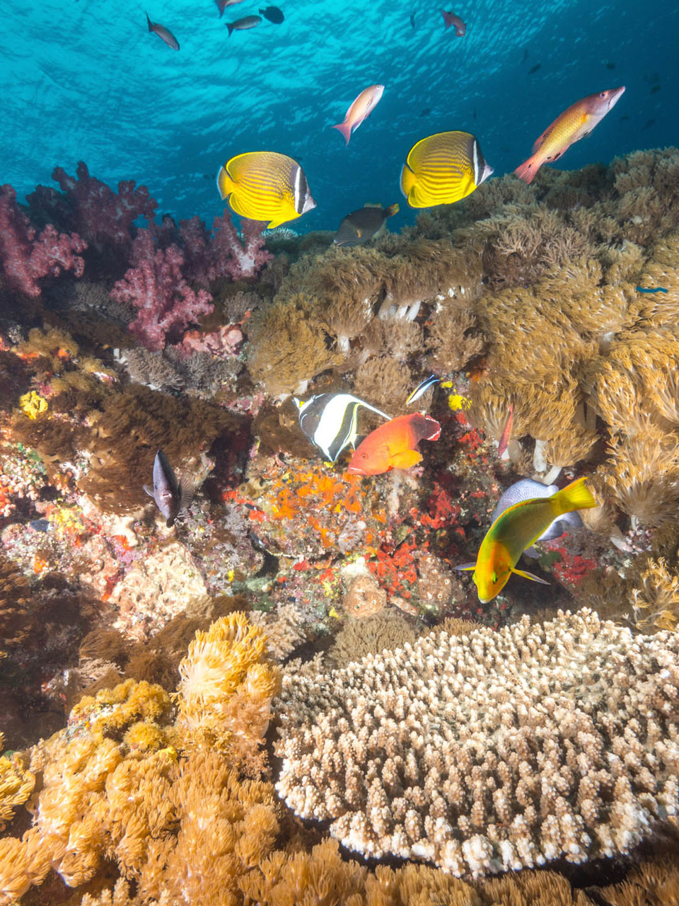 Seascape with various reeffishes, Green Island