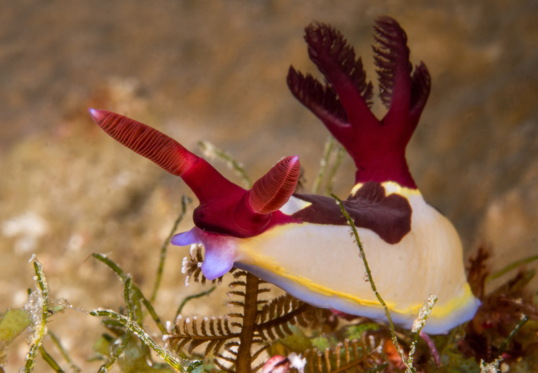 Nudibranch