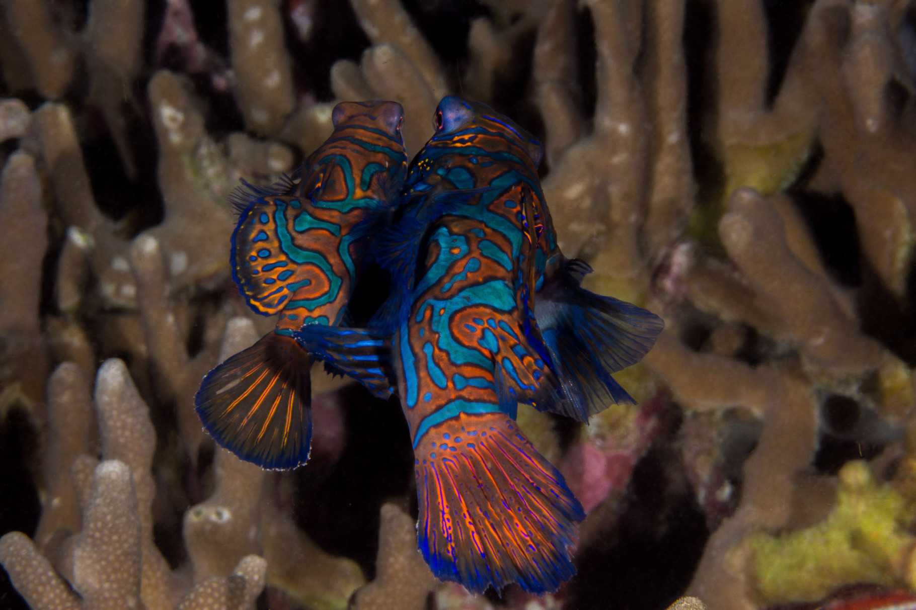 Mating Mandarin fishes