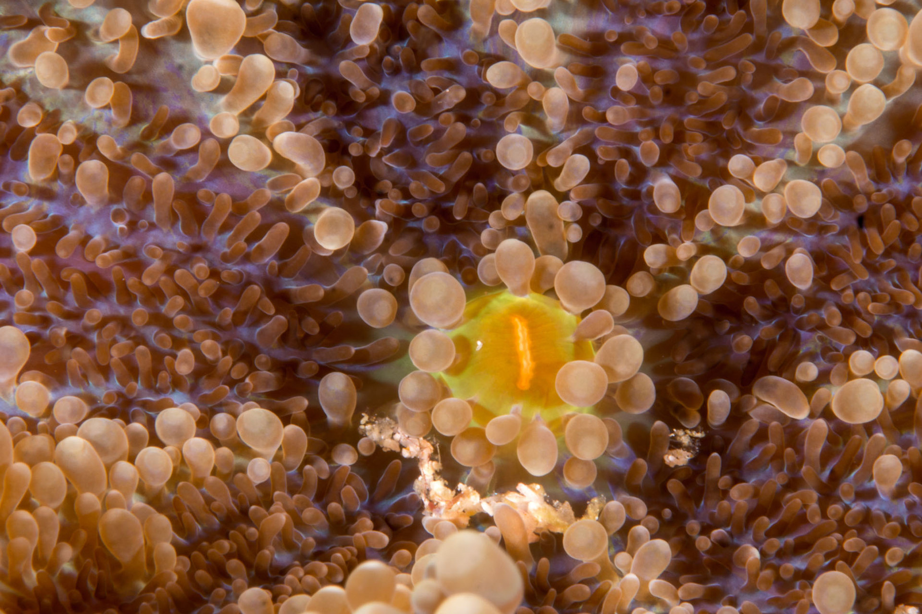 Close-up of an anemone