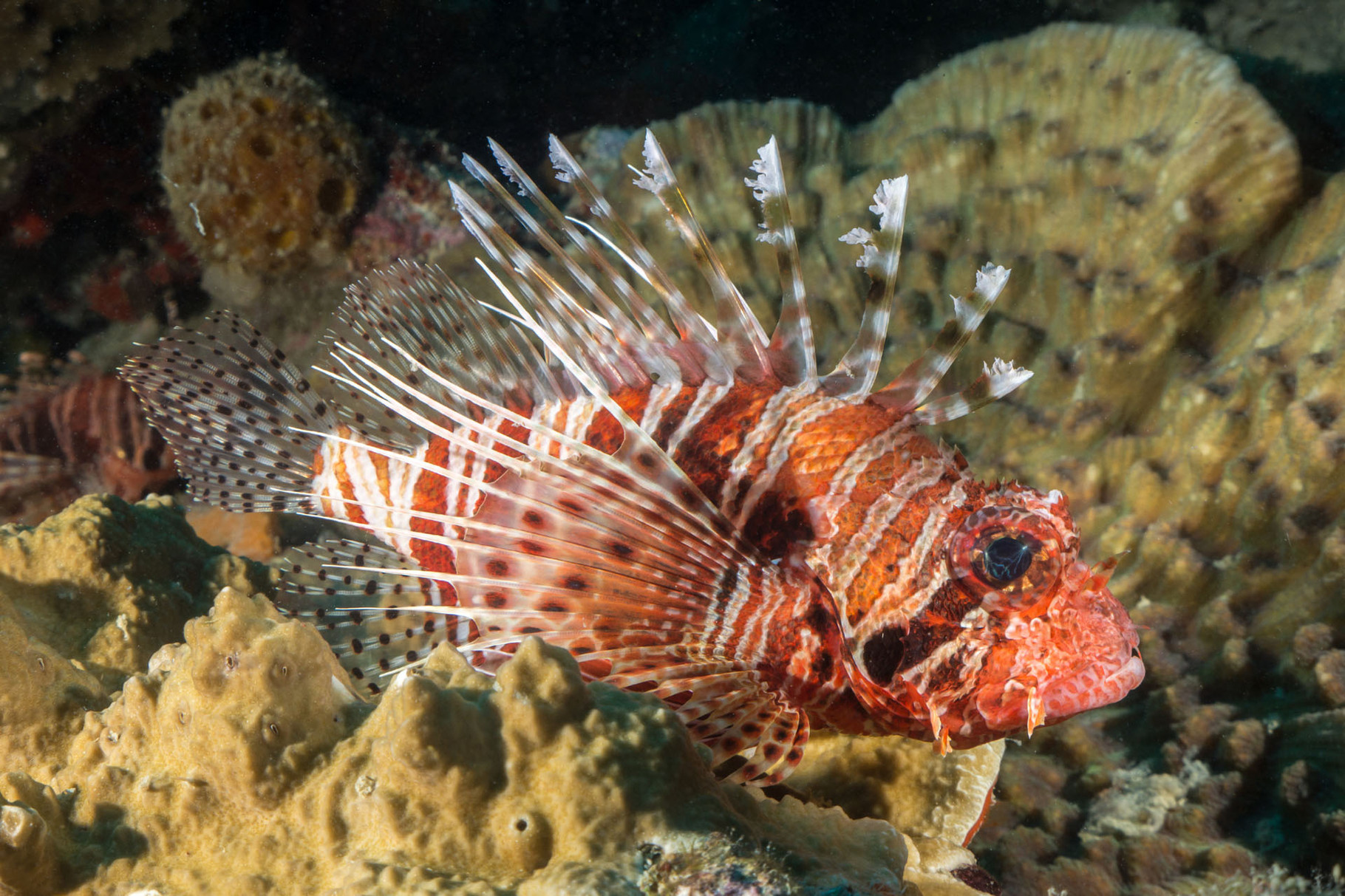 Lionfish